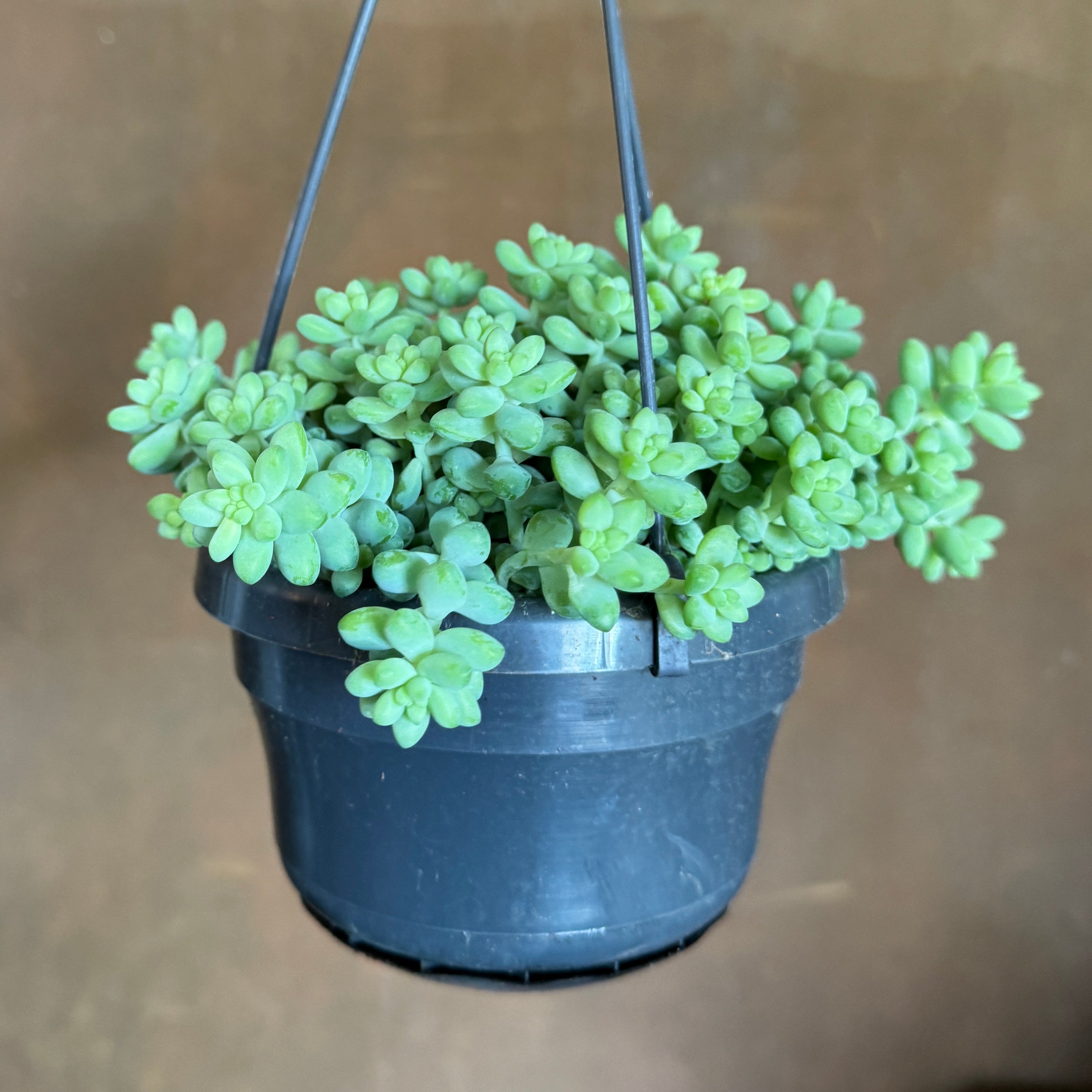 Sedum ‘Burrito’ (hangpot)