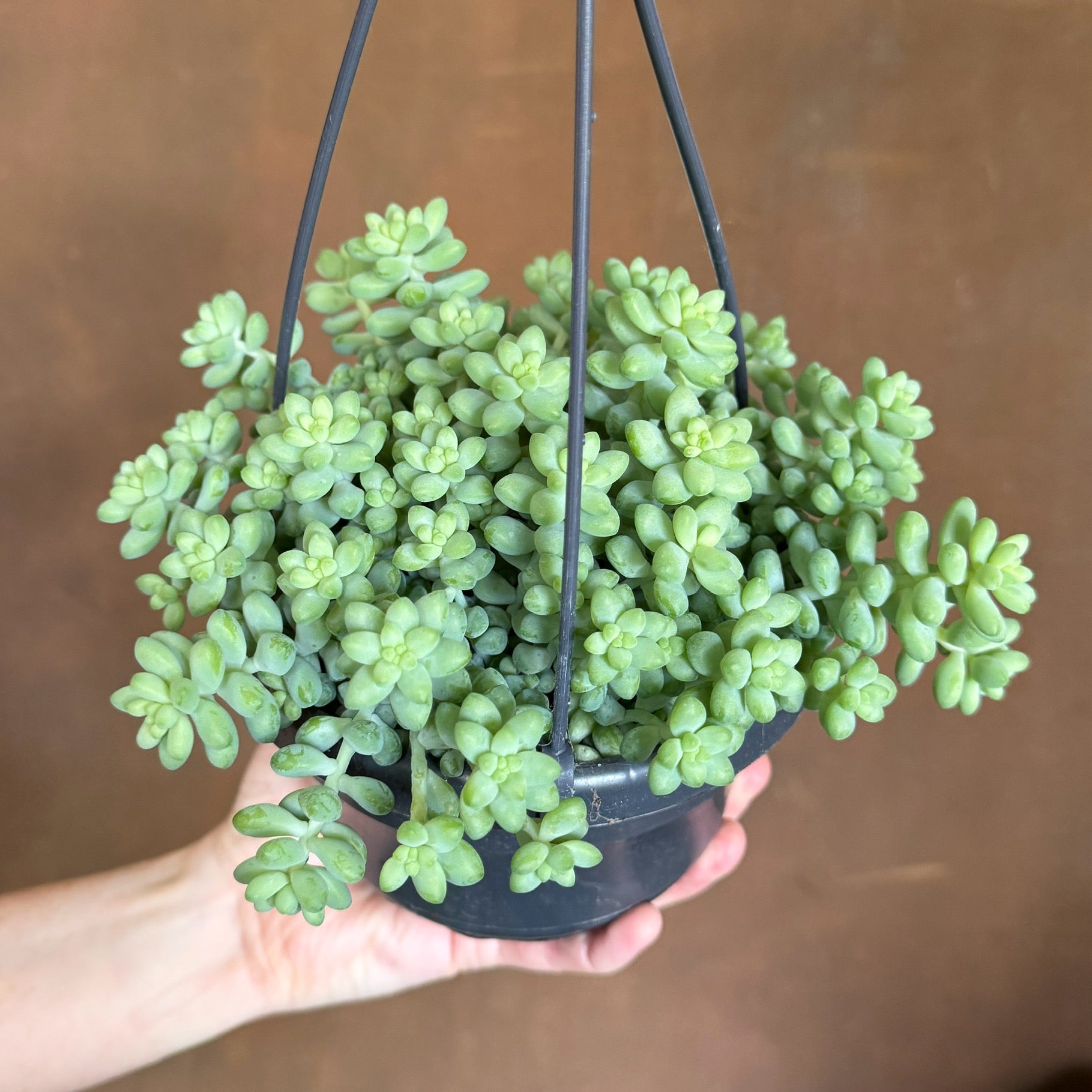 Sedum ‘Burrito’ (hangpot)