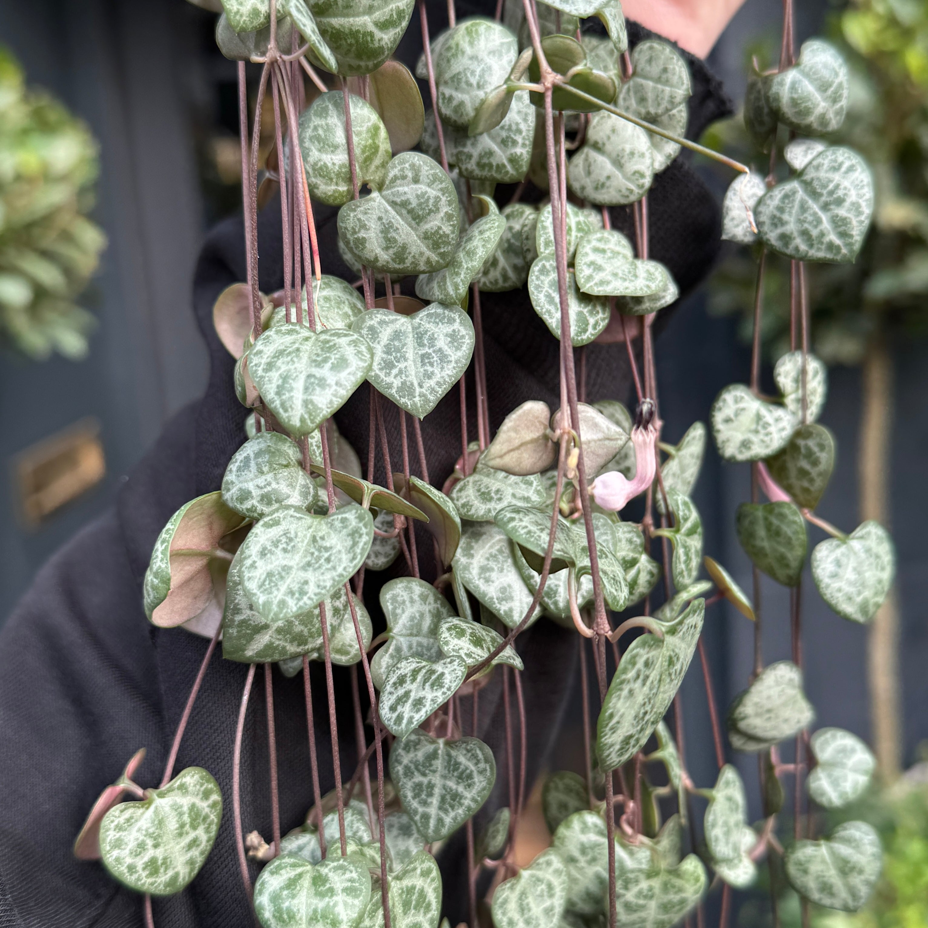 Ceropegia woodii (hangpot)