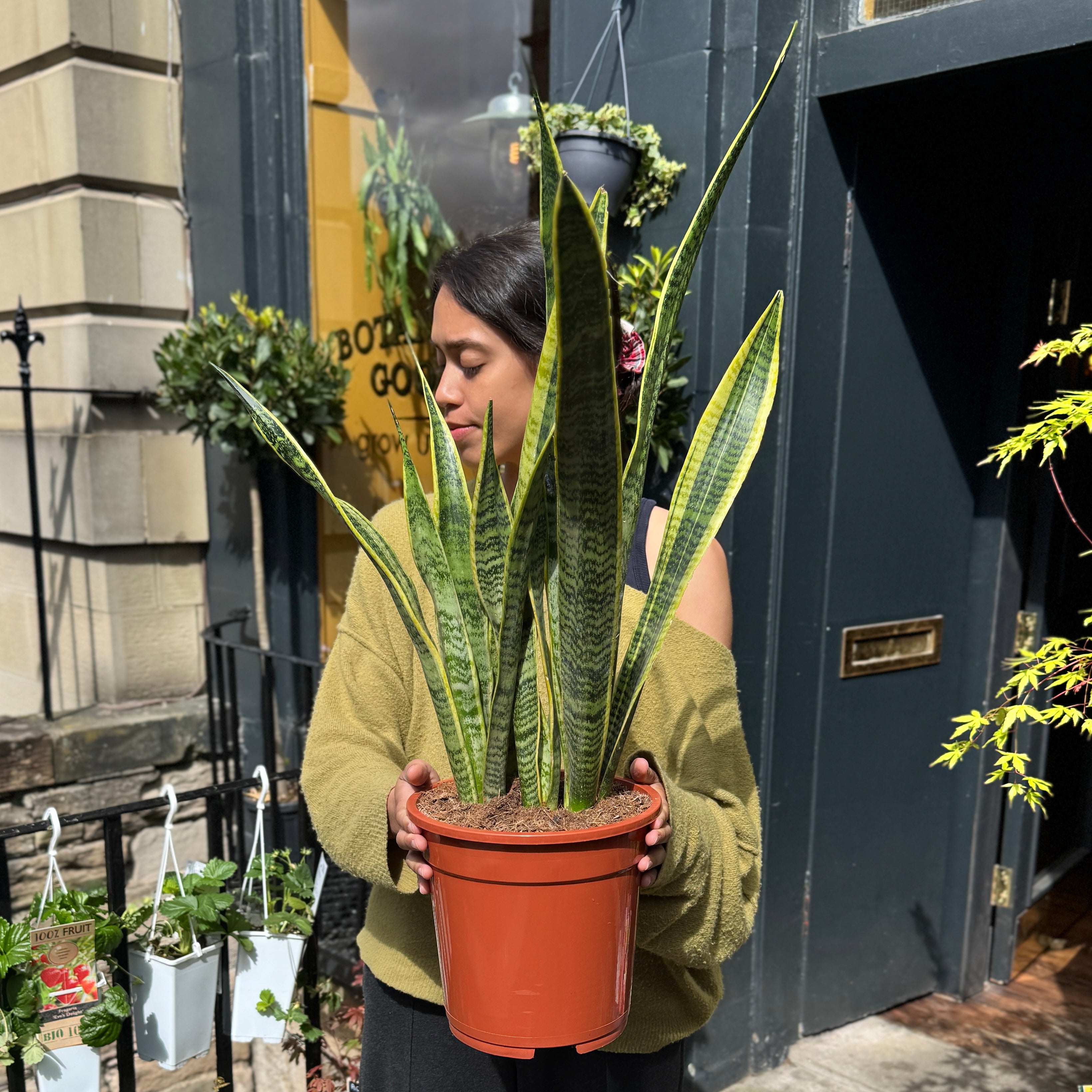 Sansevieria ‘Laurentii’ (21cm pot)