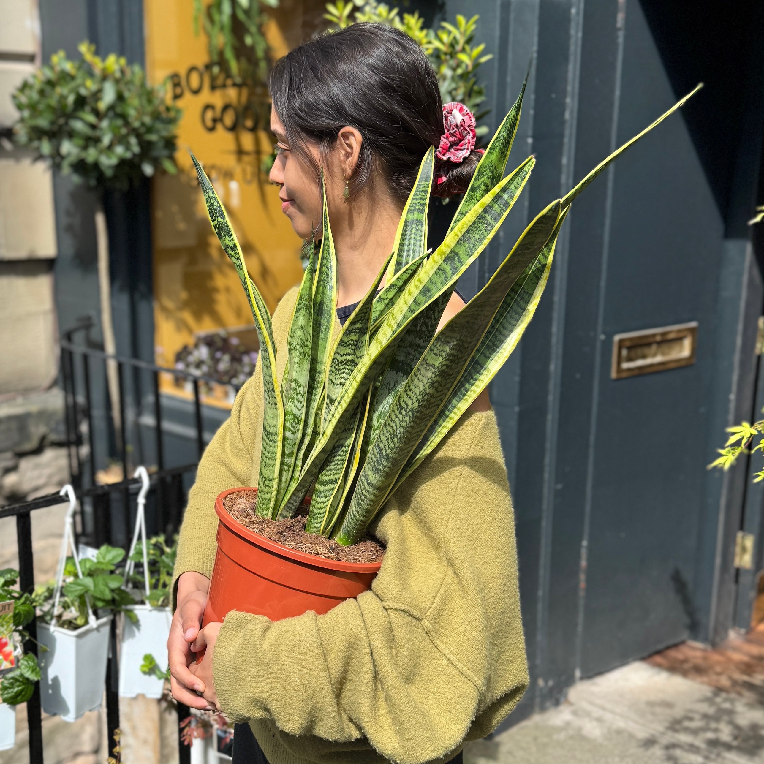 Sansevieria ‘Laurentii’ (21cm pot)