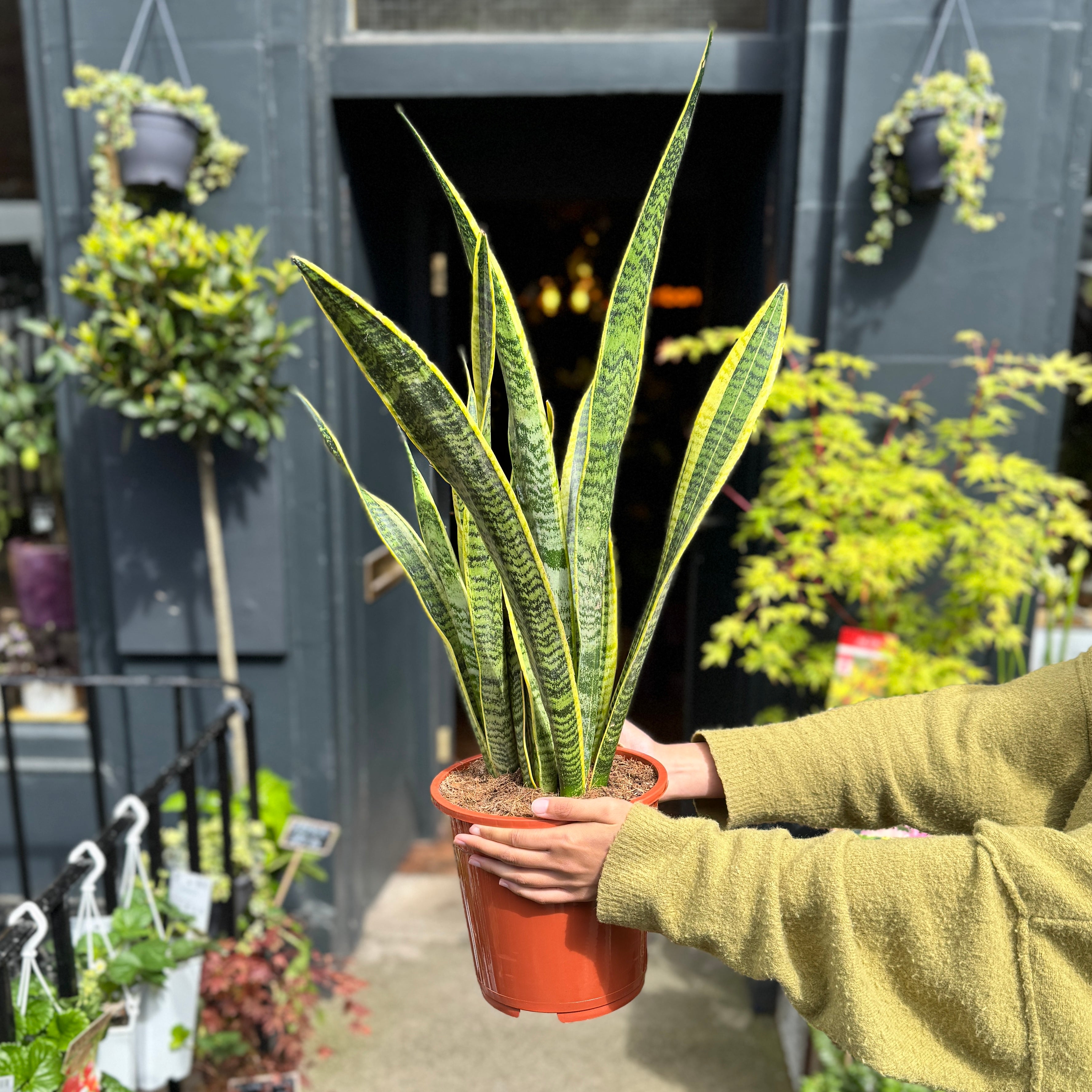 Sansevieria ‘Laurentii’ (21cm pot)