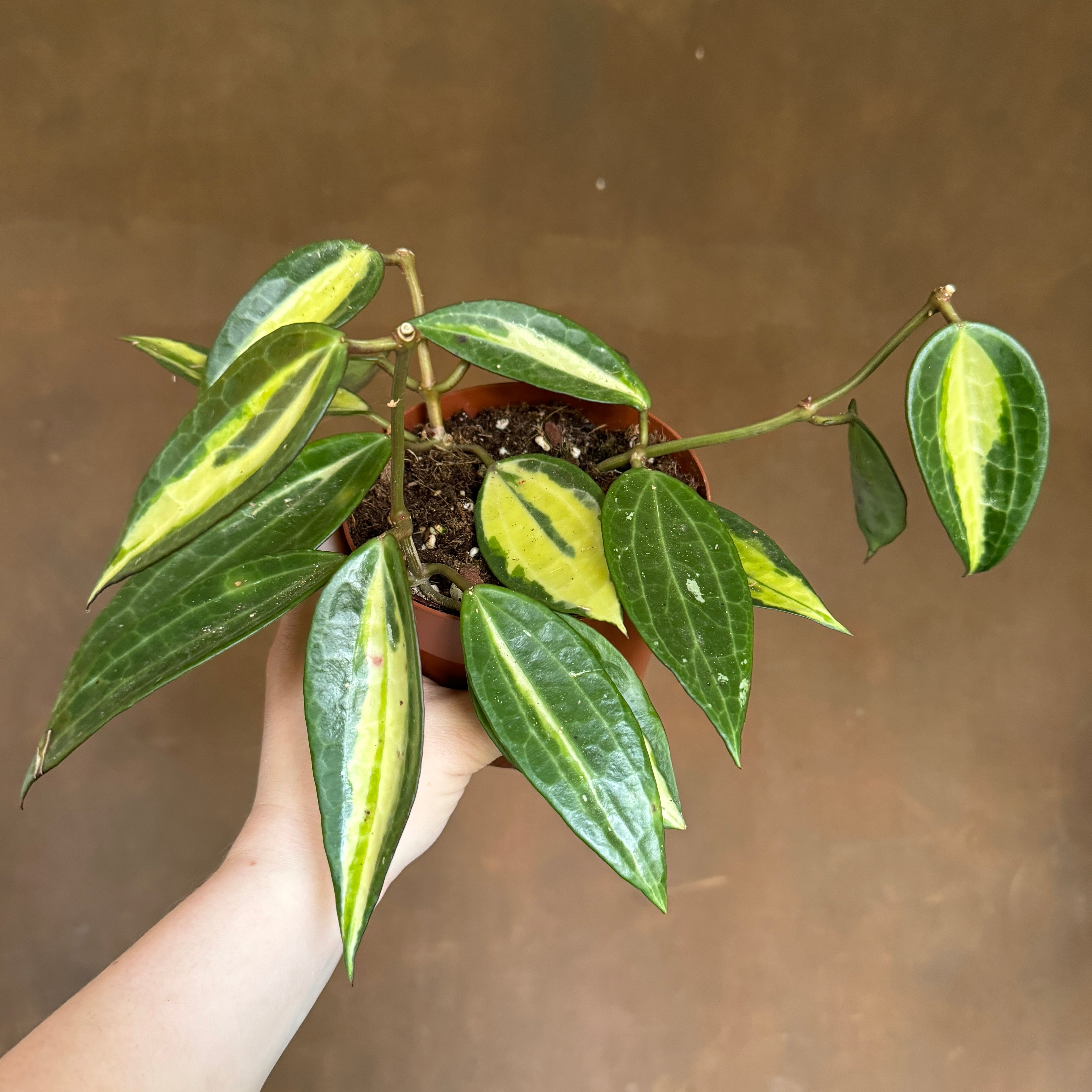 Hoya latifolia 'Pot of Gold'