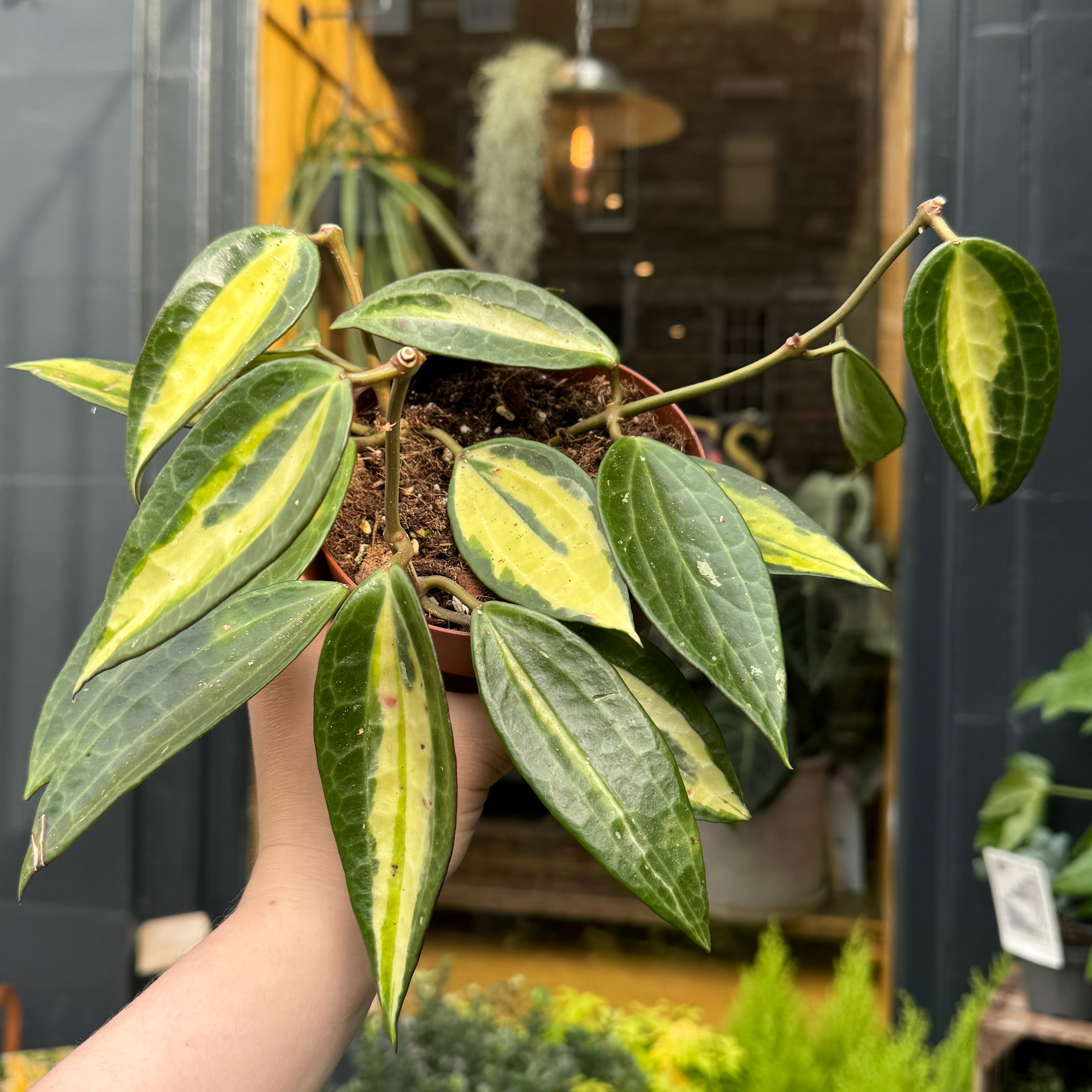 Hoya latifolia 'Pot of Gold'