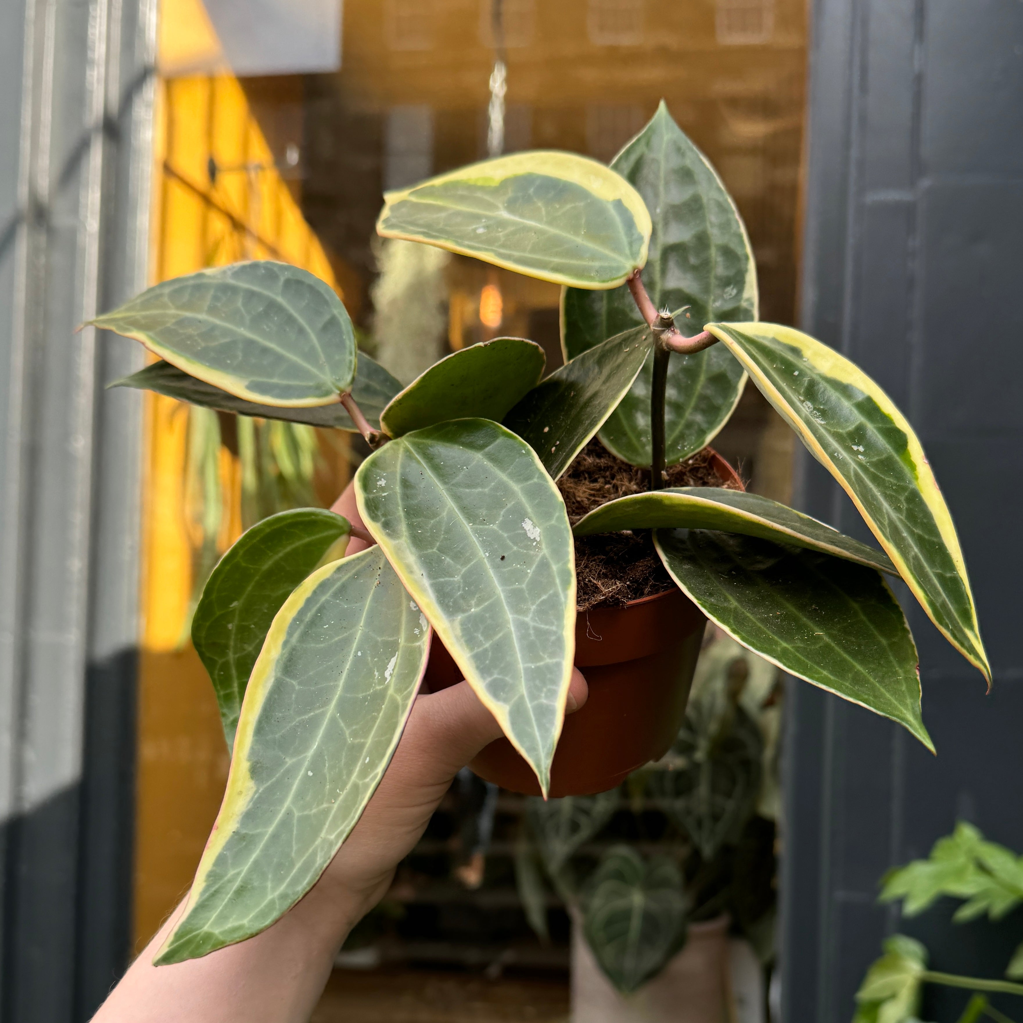 Hoya latifolia 'Albomarginata'