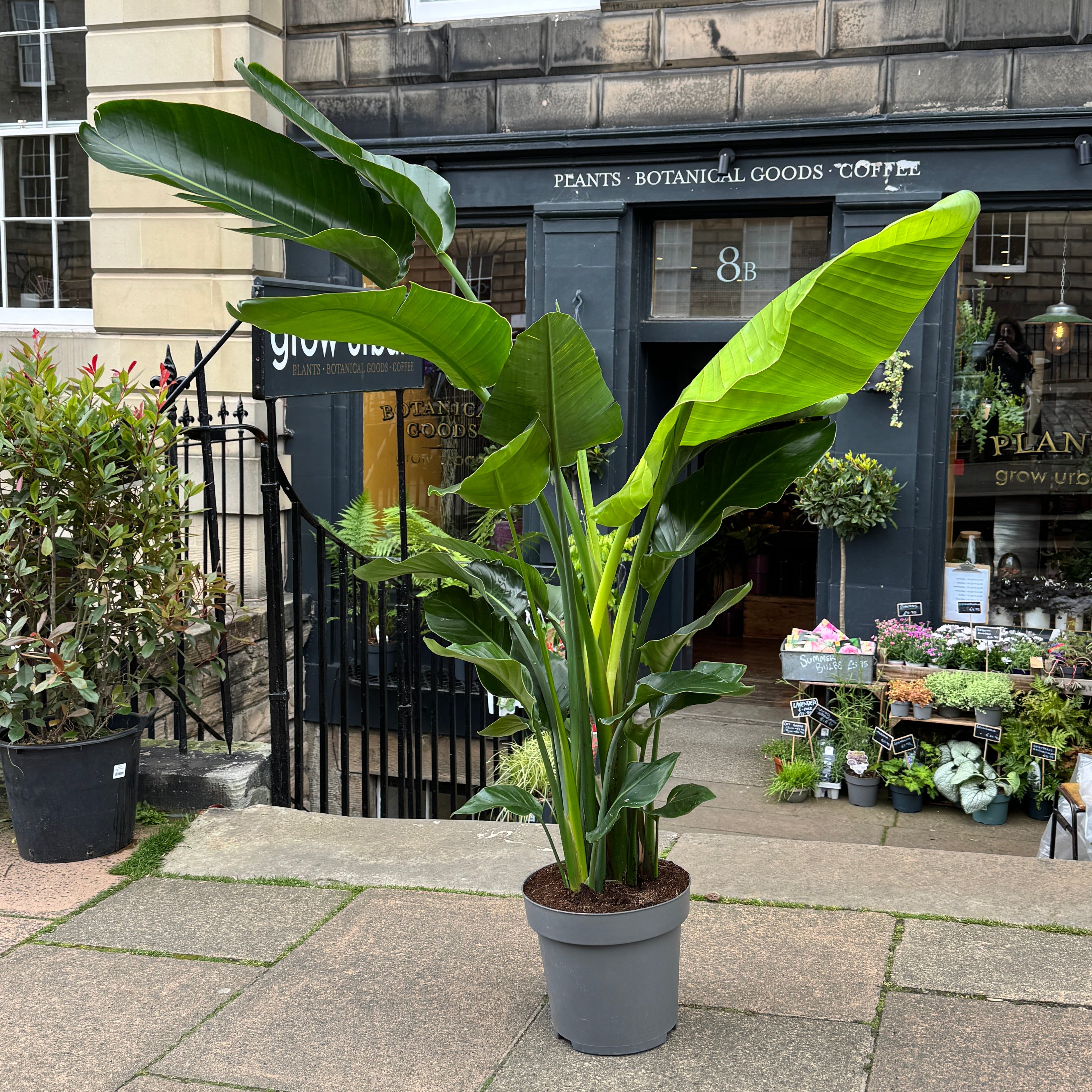 Strelitzia nicolai (190cm)