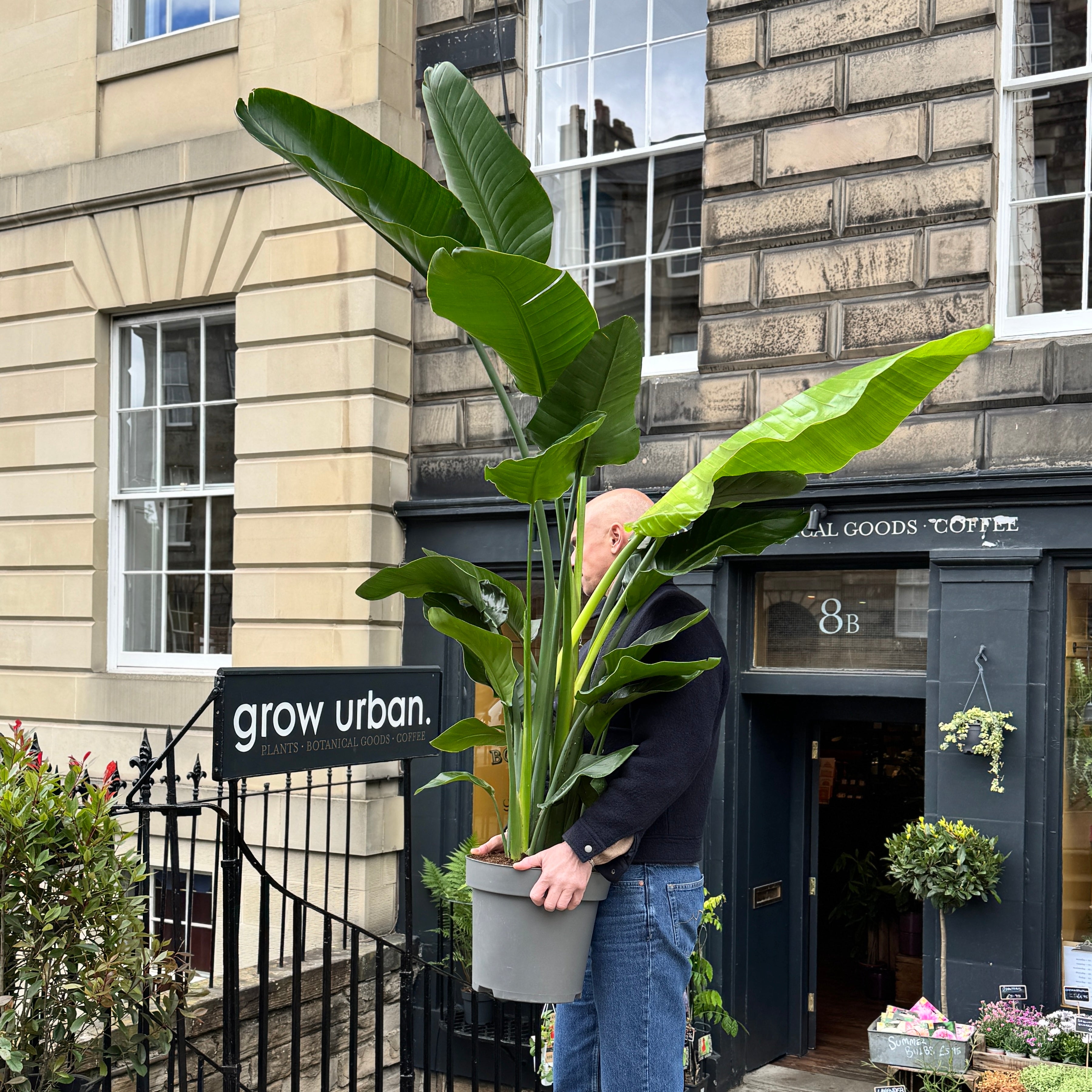 Strelitzia nicolai (190cm)