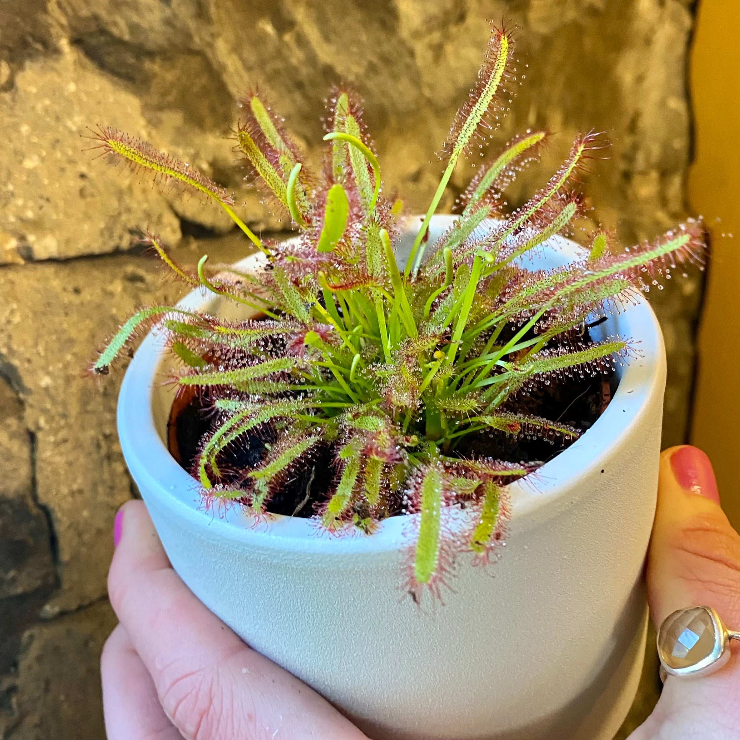 Drosera capensis