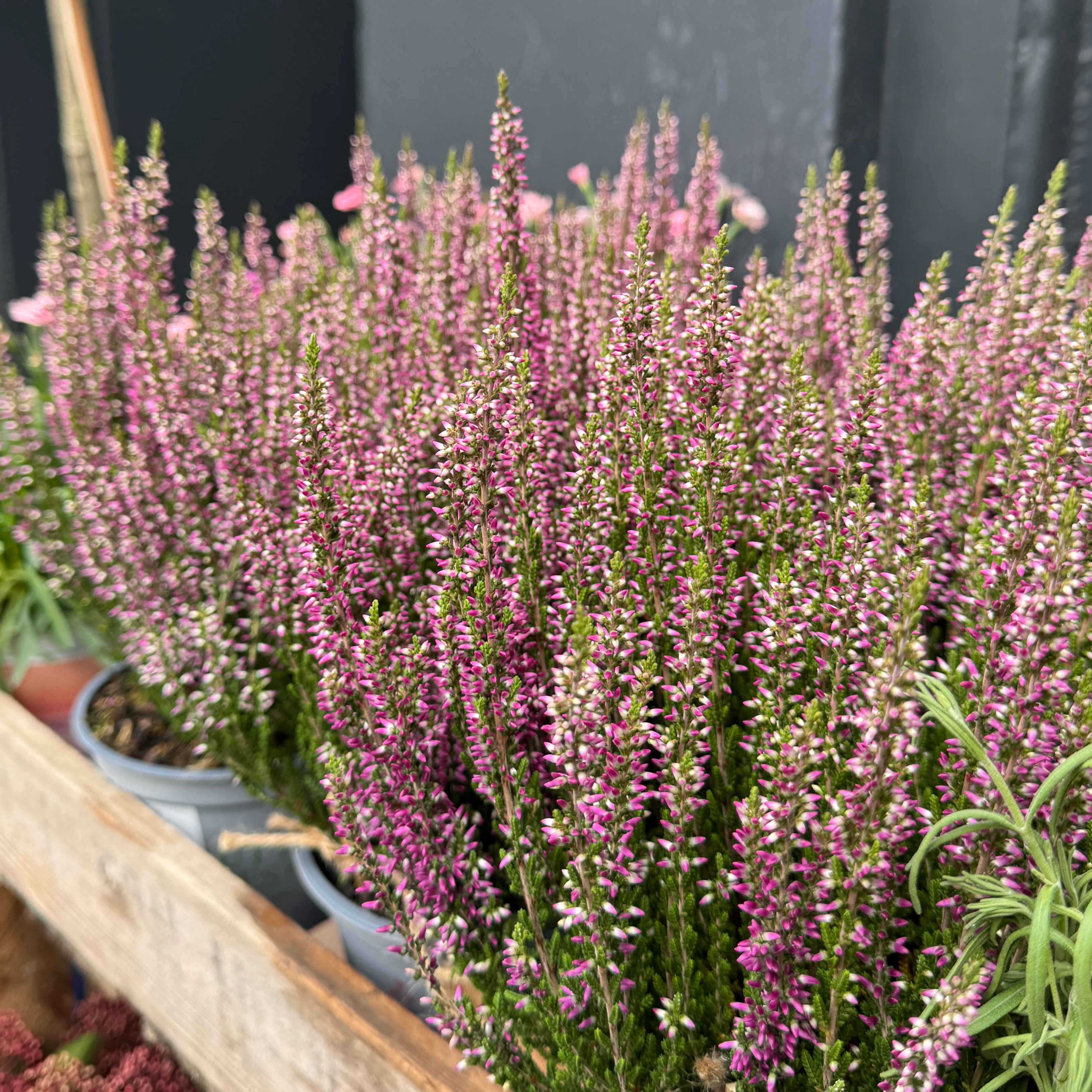 Calluna 'Beauty Ladies Purple'