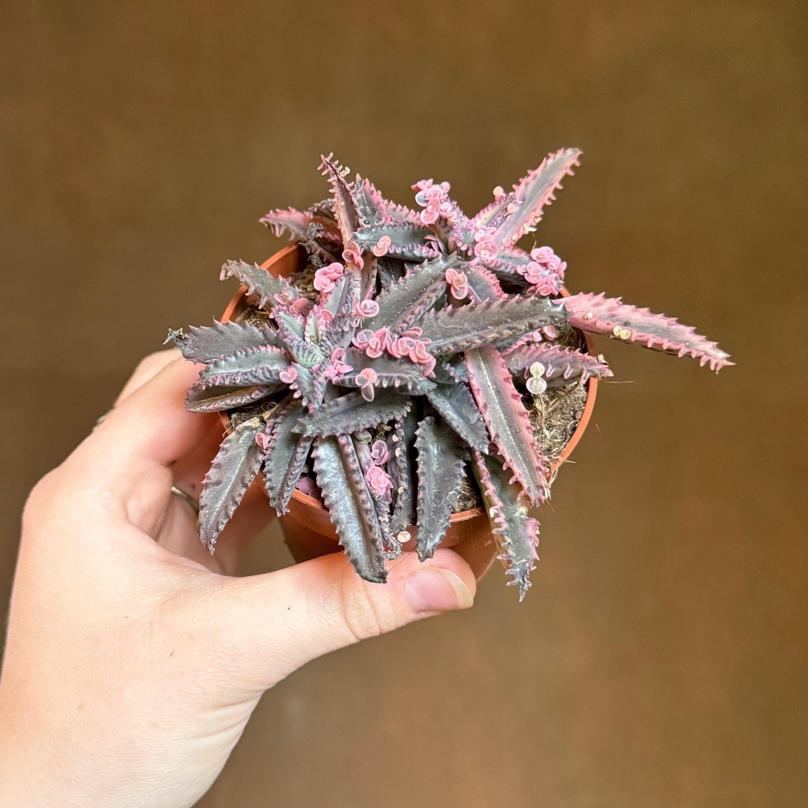 Kalanchoe 'Pink Butterfly'