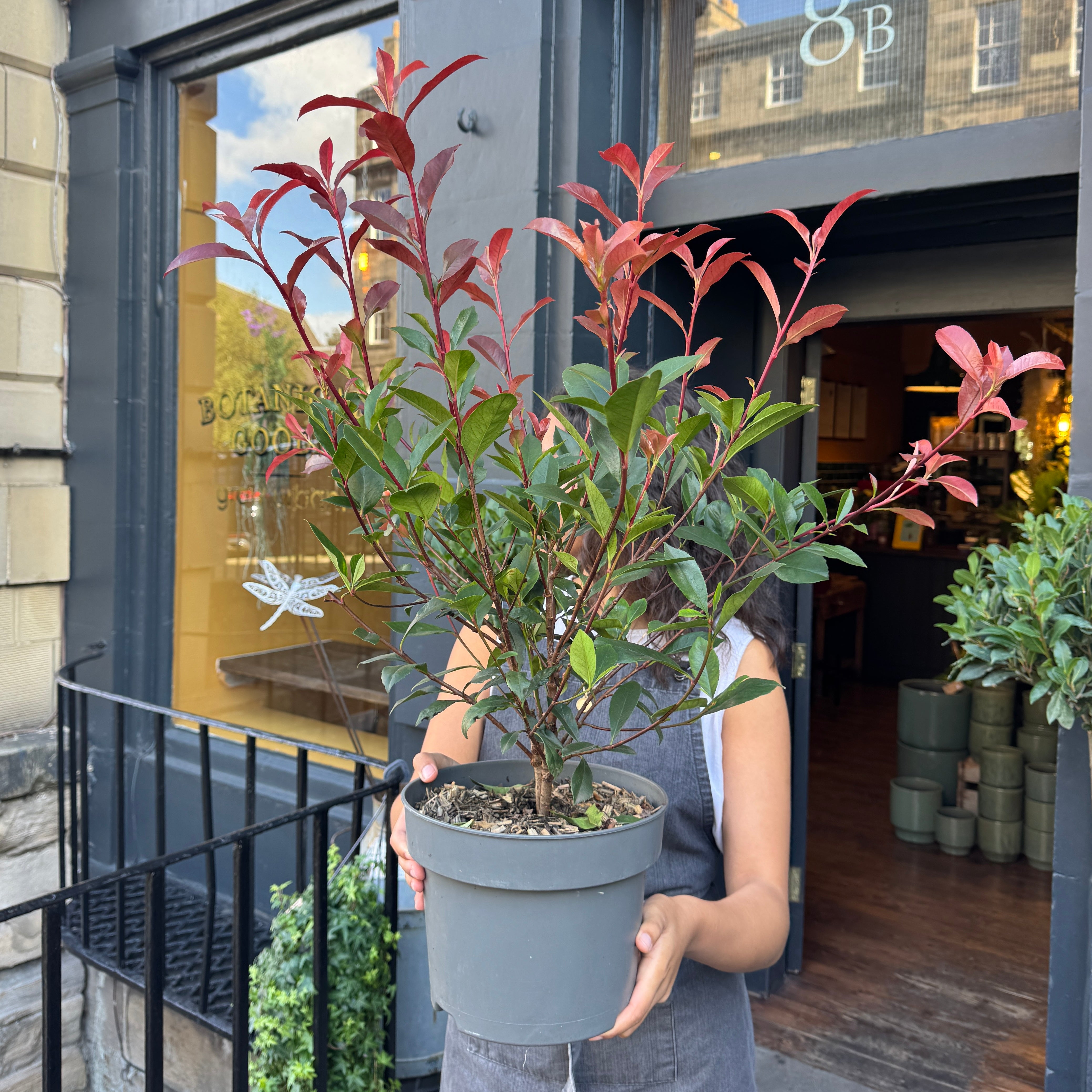 Photinia x fraseri 'Carre Rouge'