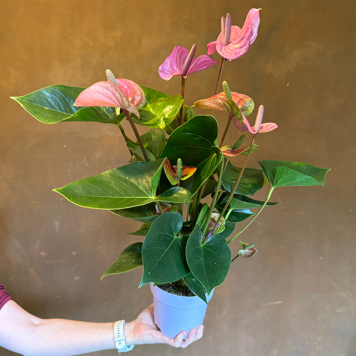 anthurium cavalli Anthurium 'Cavalli' | Purple Anthurium