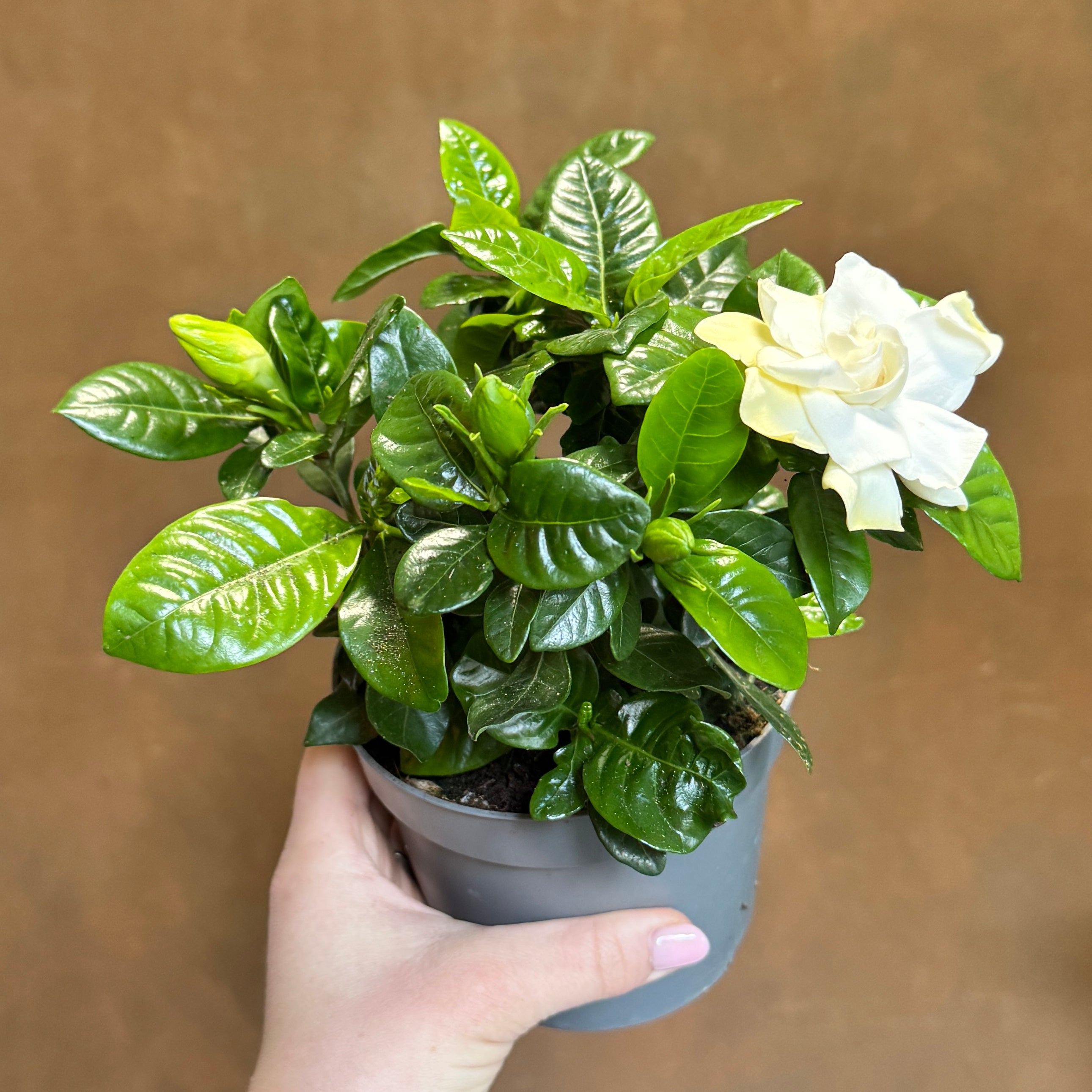Gardenia jasminoides