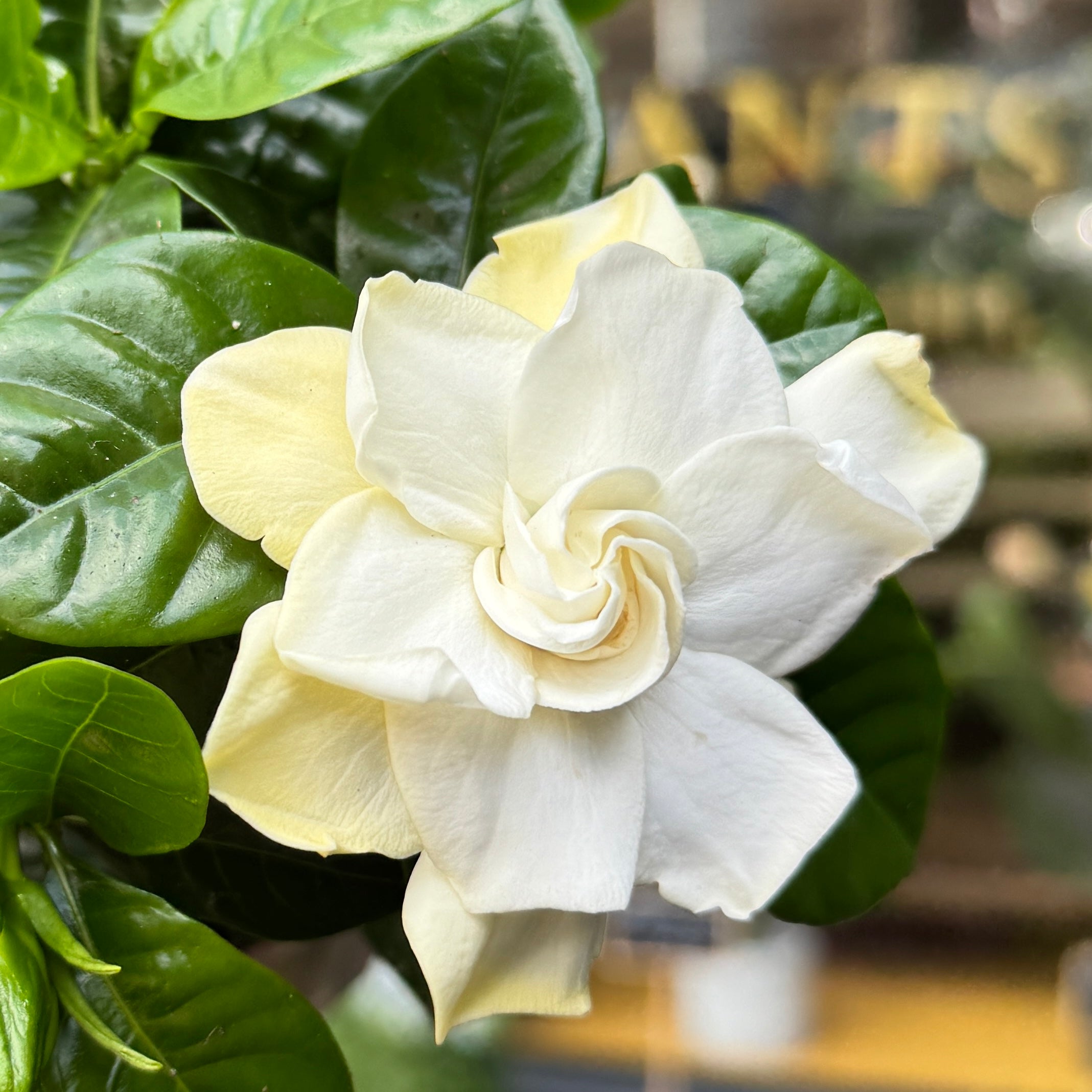 Gardenia jasminoides