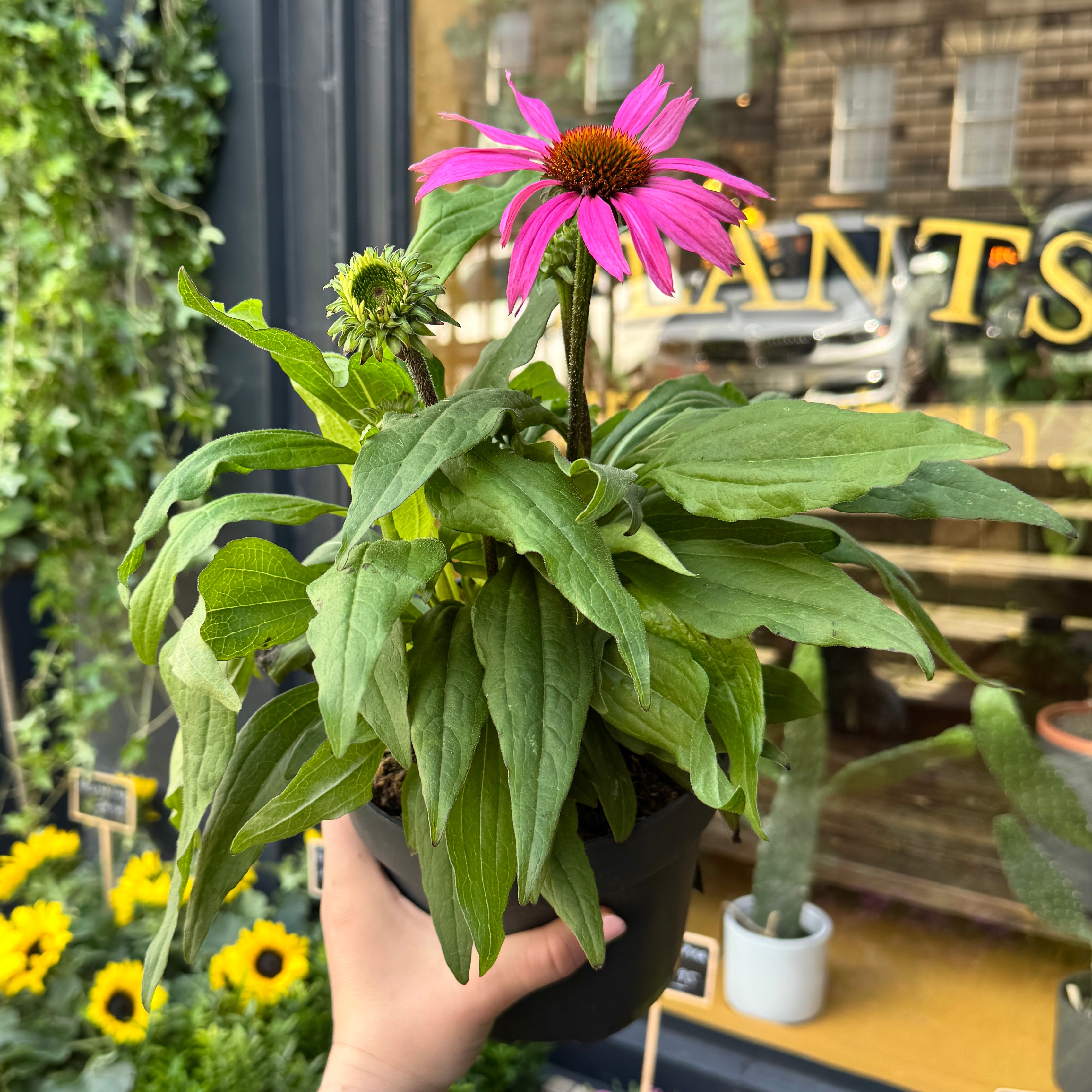 Echinacea purpurea 'Sunseekers Pink'
