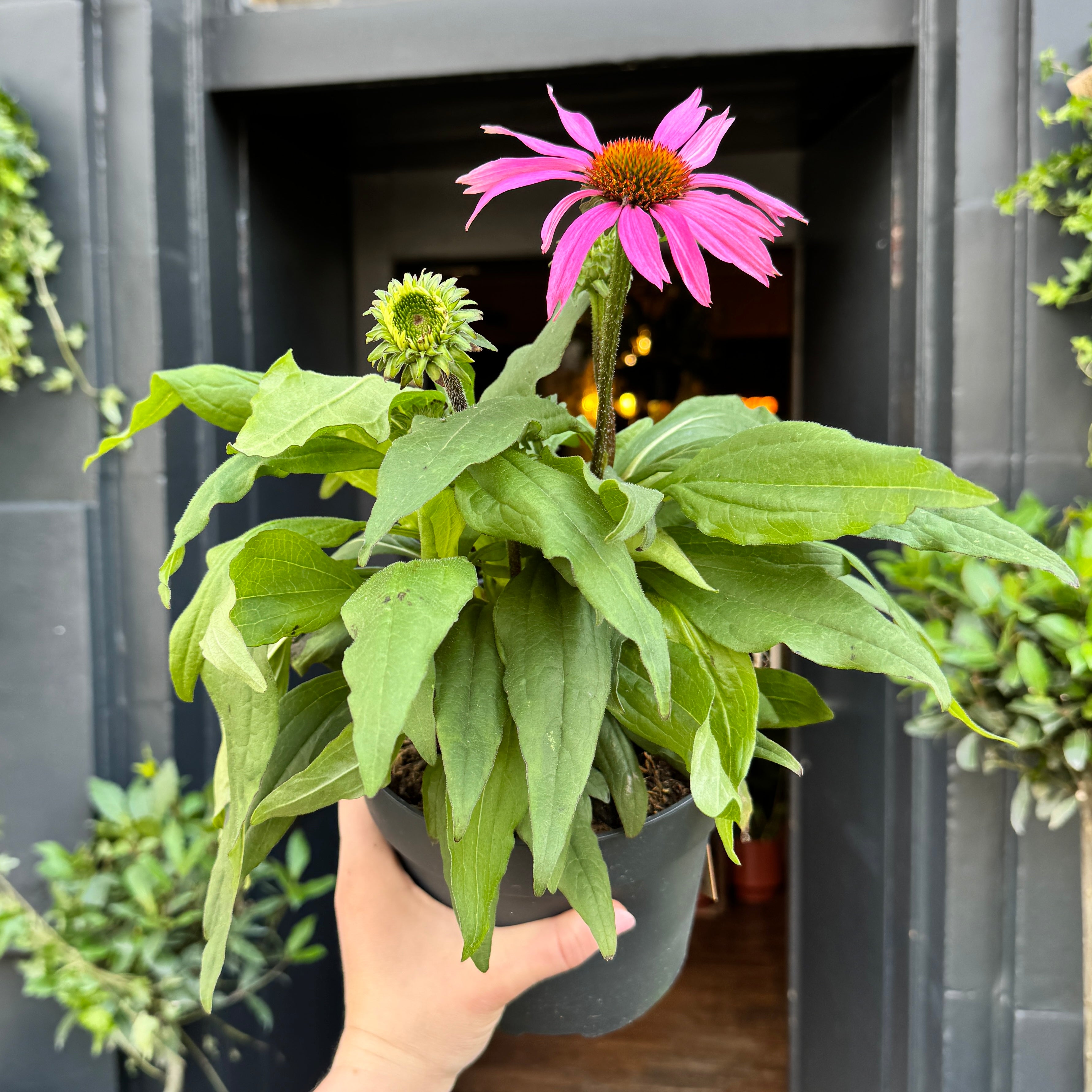 Echinacea purpurea 'Sunseekers Pink'