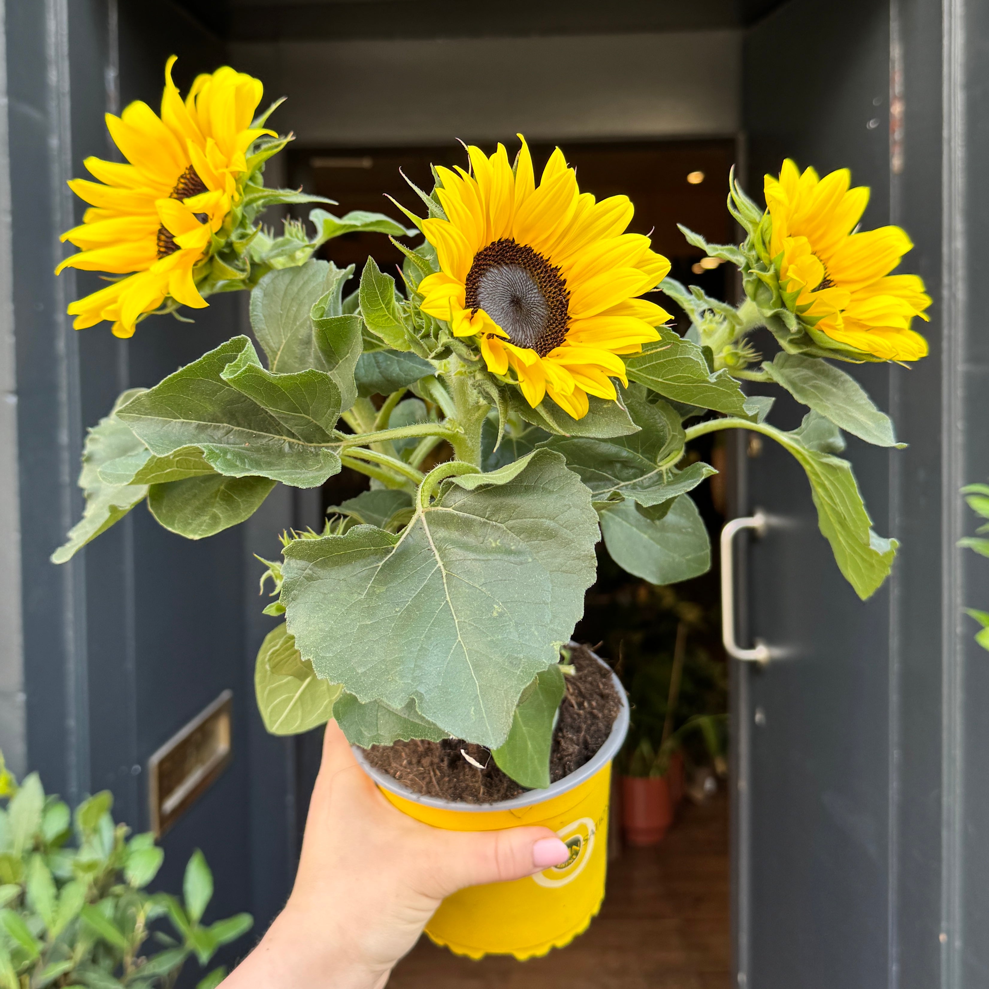 Helianthus