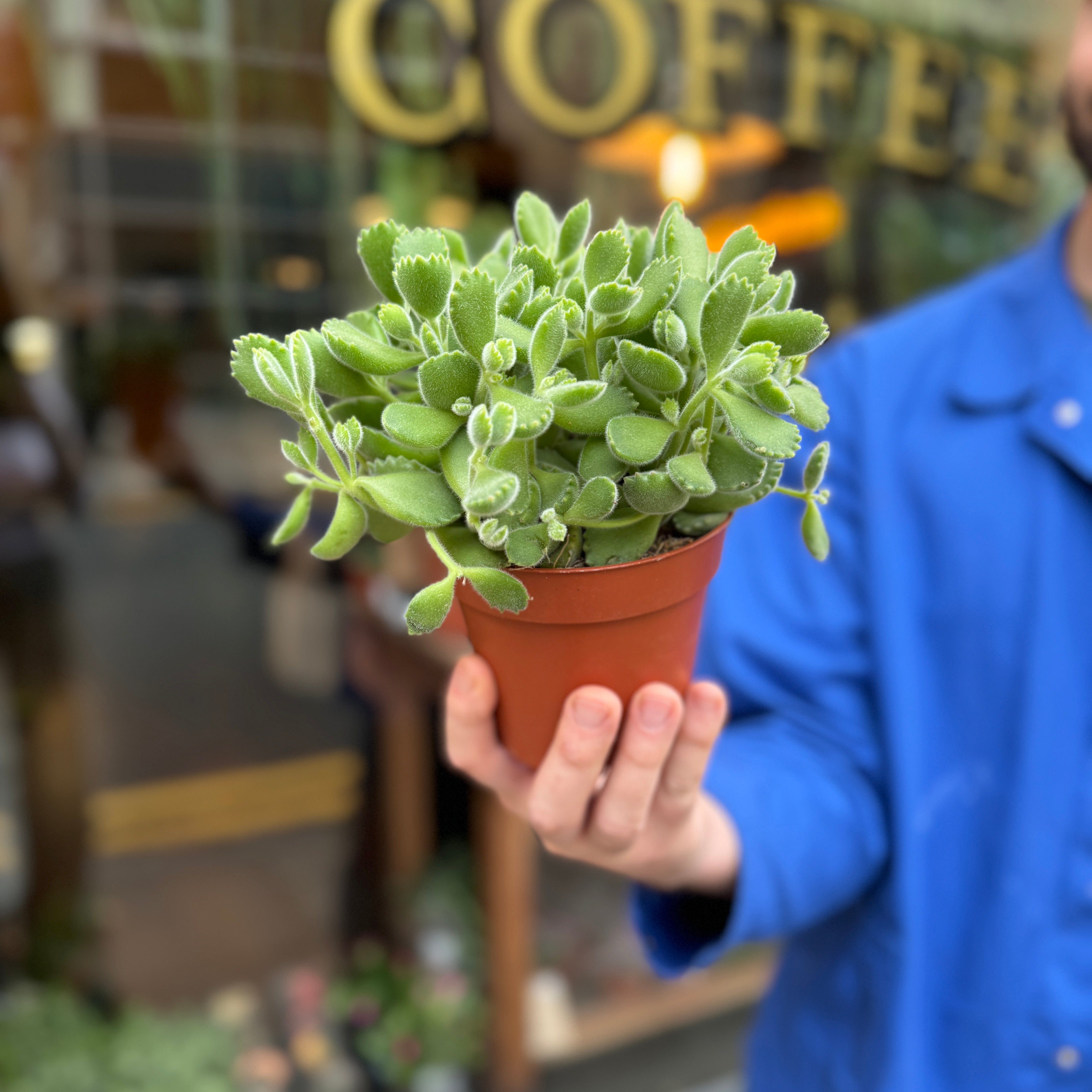 Cotyledon ladismithiensis