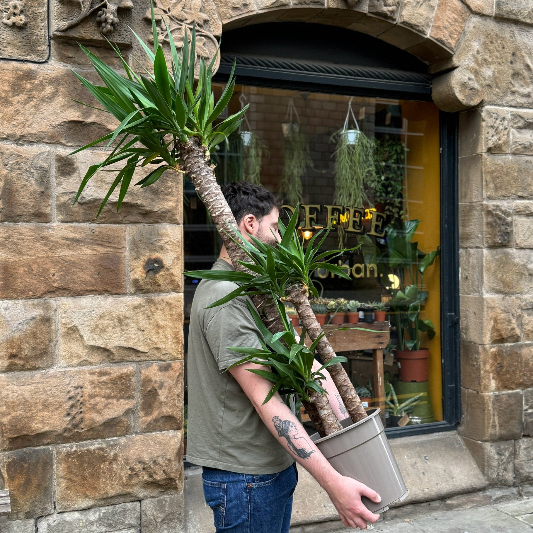 Yucca elephantipes (21cm pot)