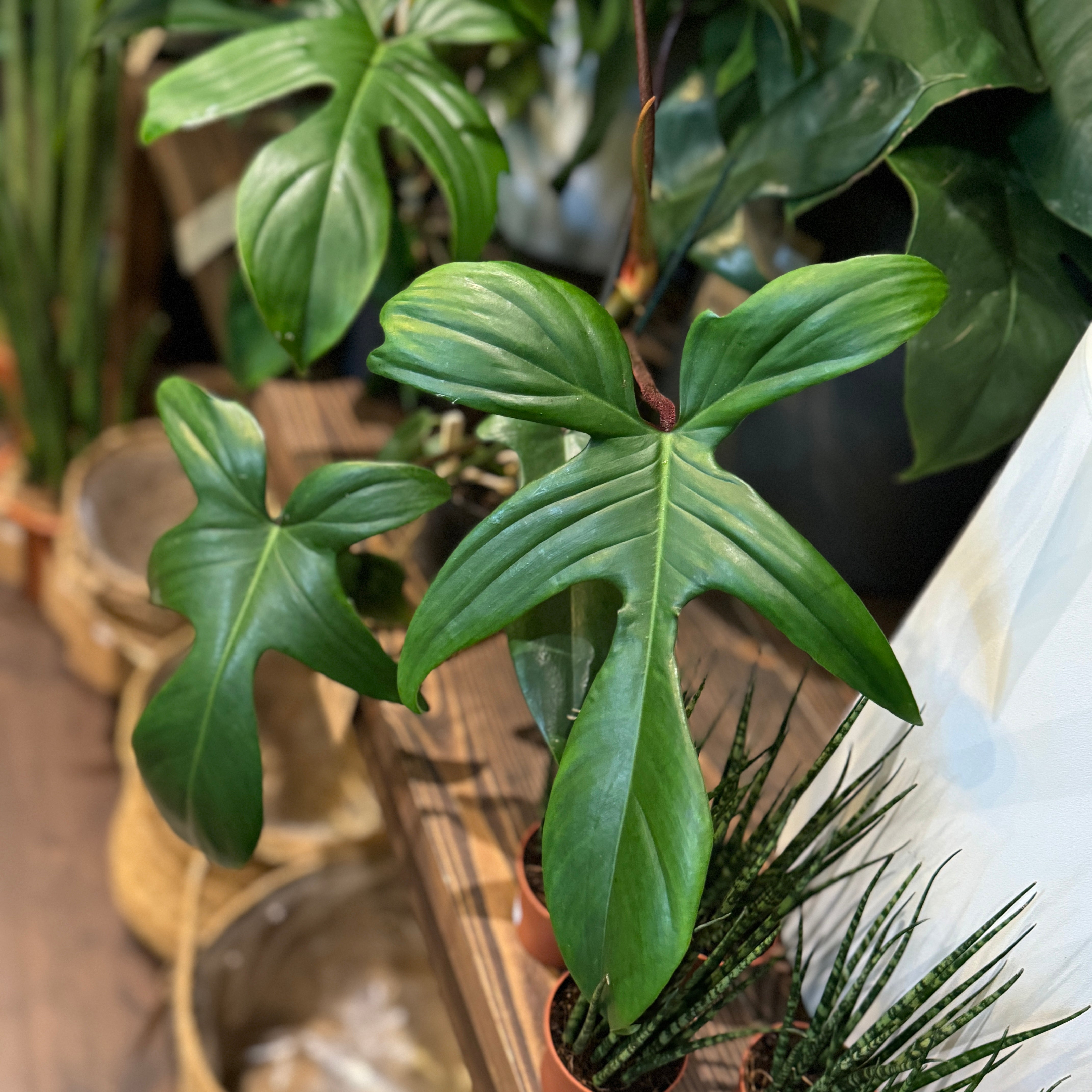 Philodendron 'Florida Green'