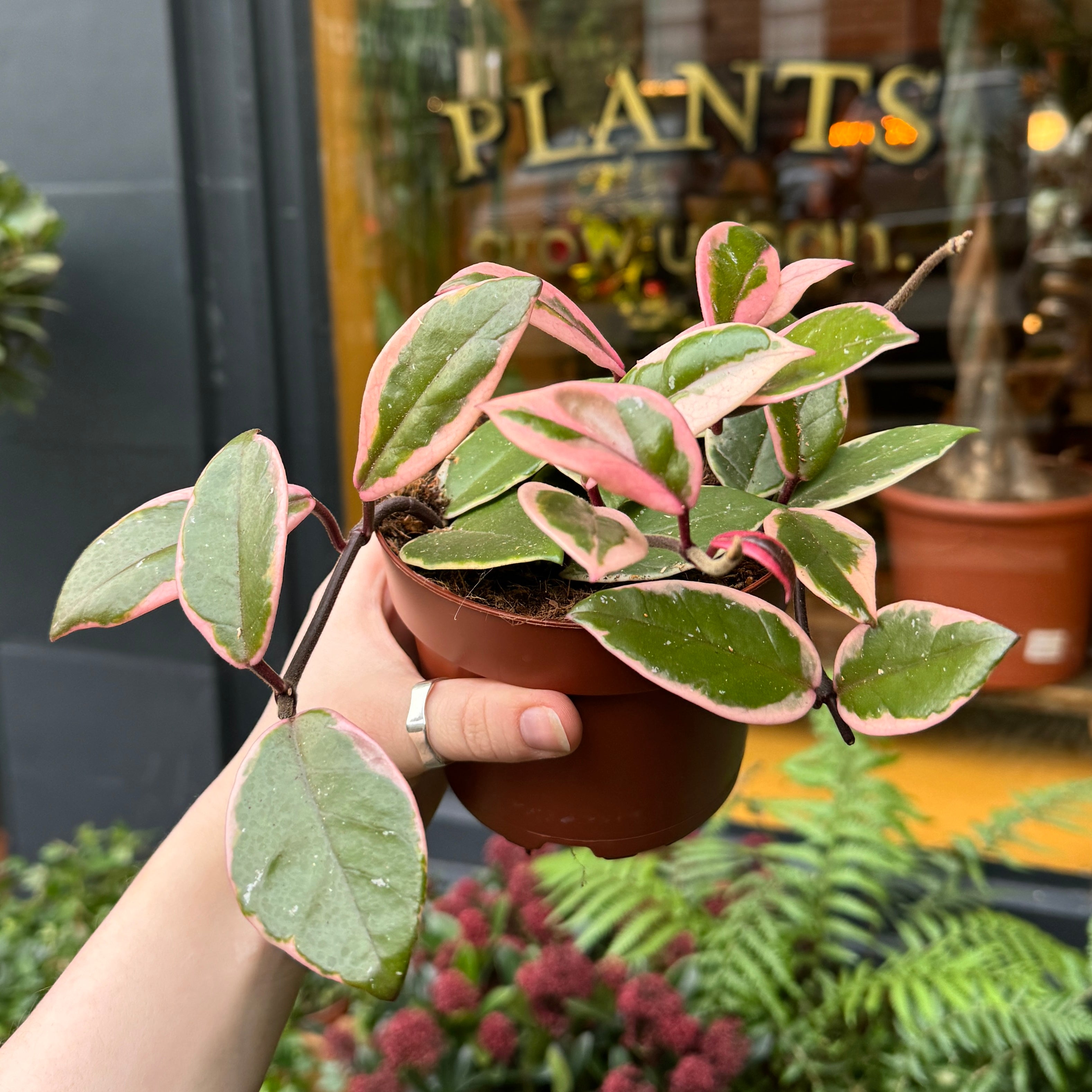 Hoya 'Flamingo Dream' (12cm pot)