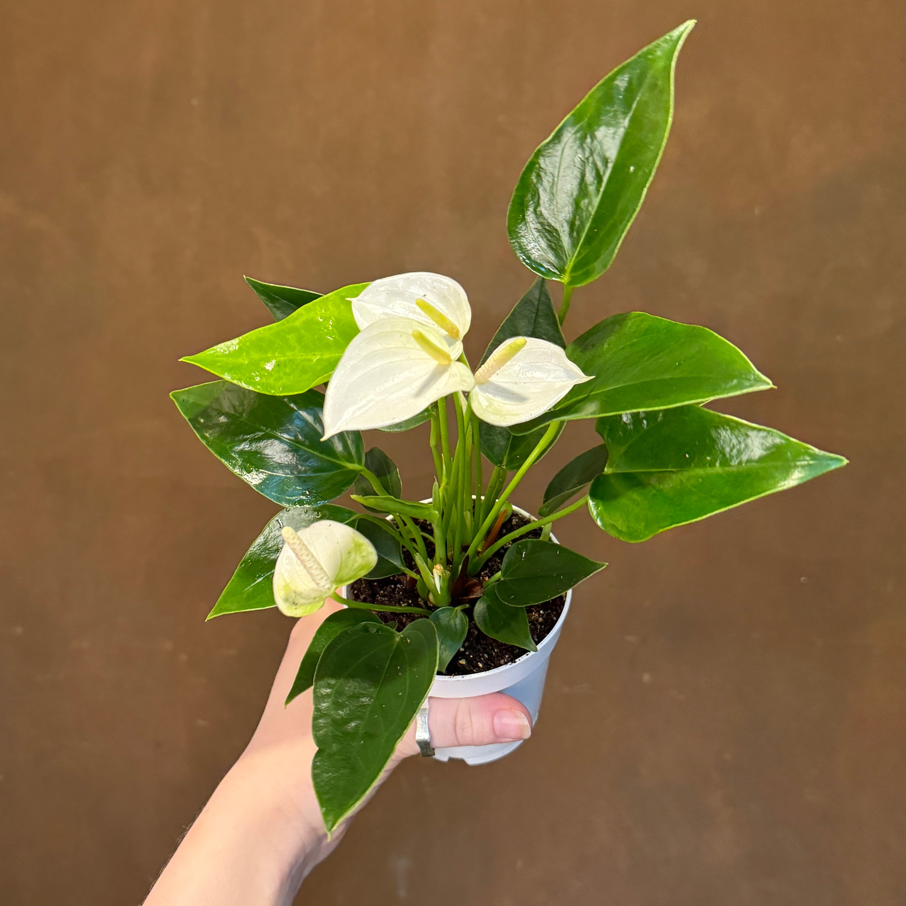 Anthurium ‘Royal White Champion’ (9cm pot)