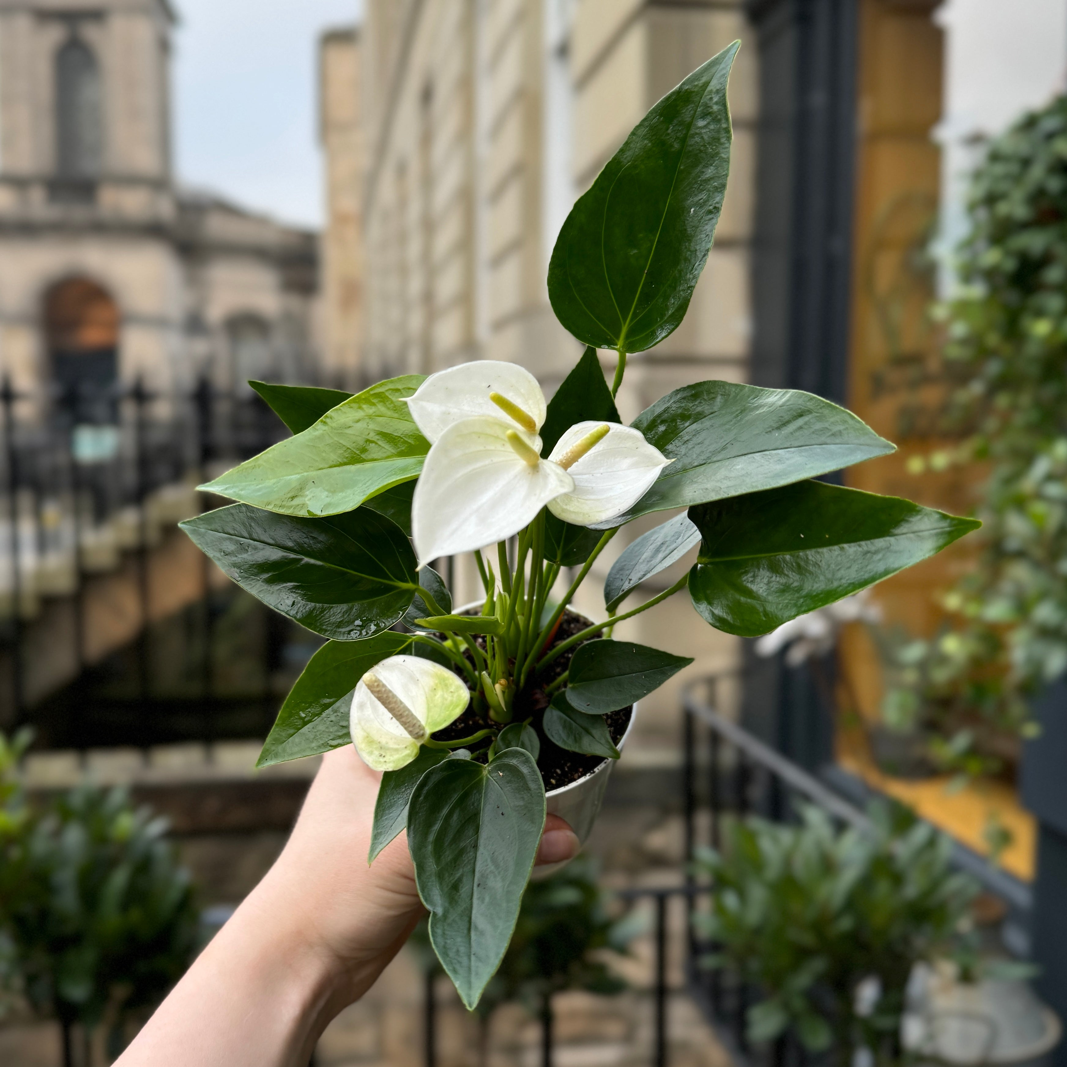 Anthurium ‘Royal White Champion’ (9cm pot)