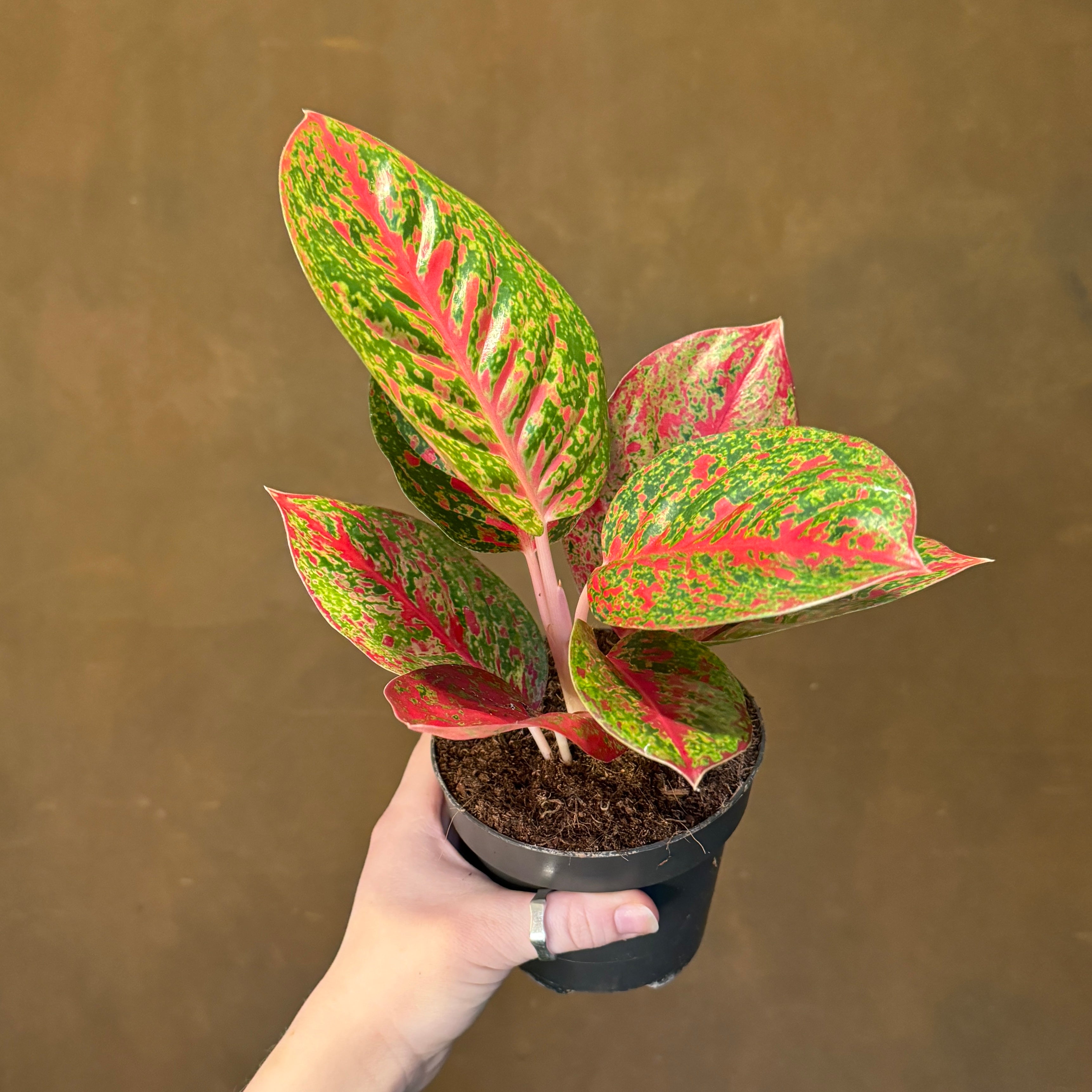 Aglaonema 'Red Sprinkles'