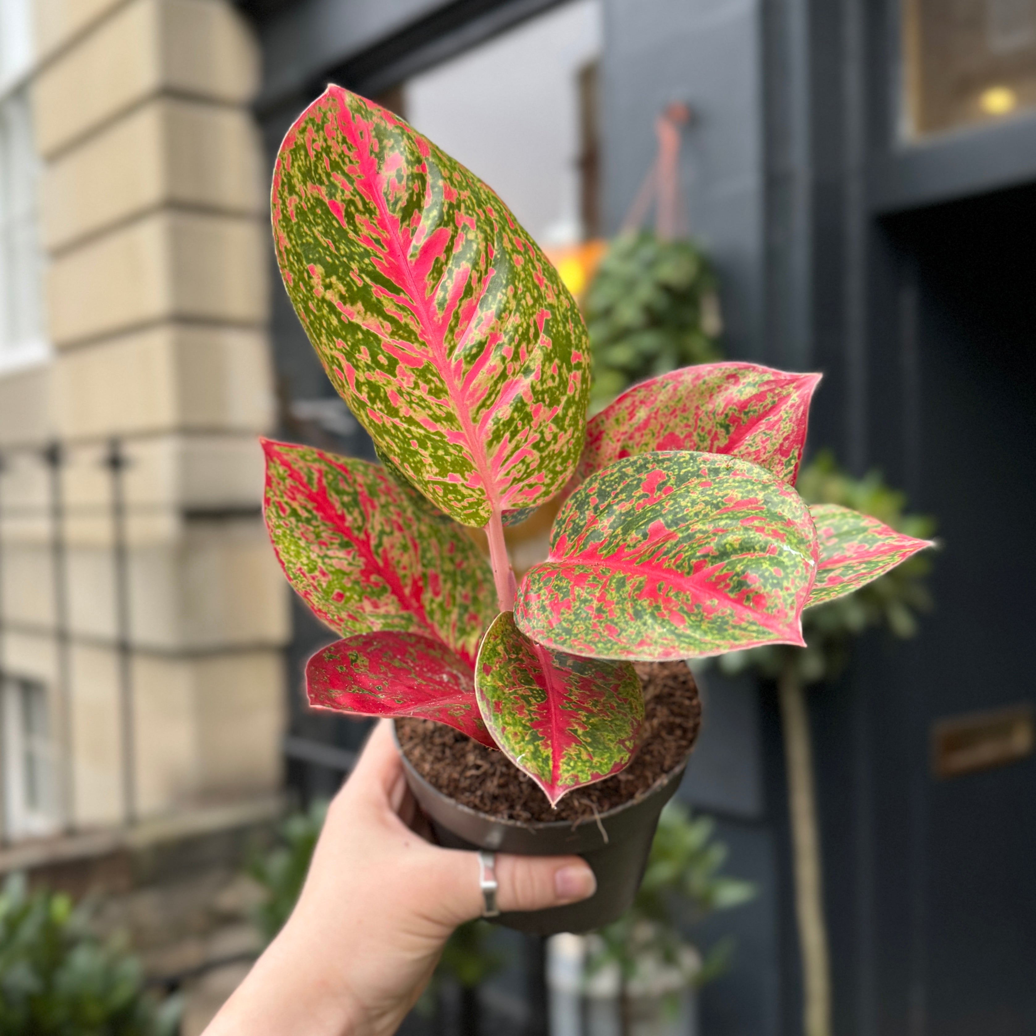 Aglaonema 'Red Sprinkles'