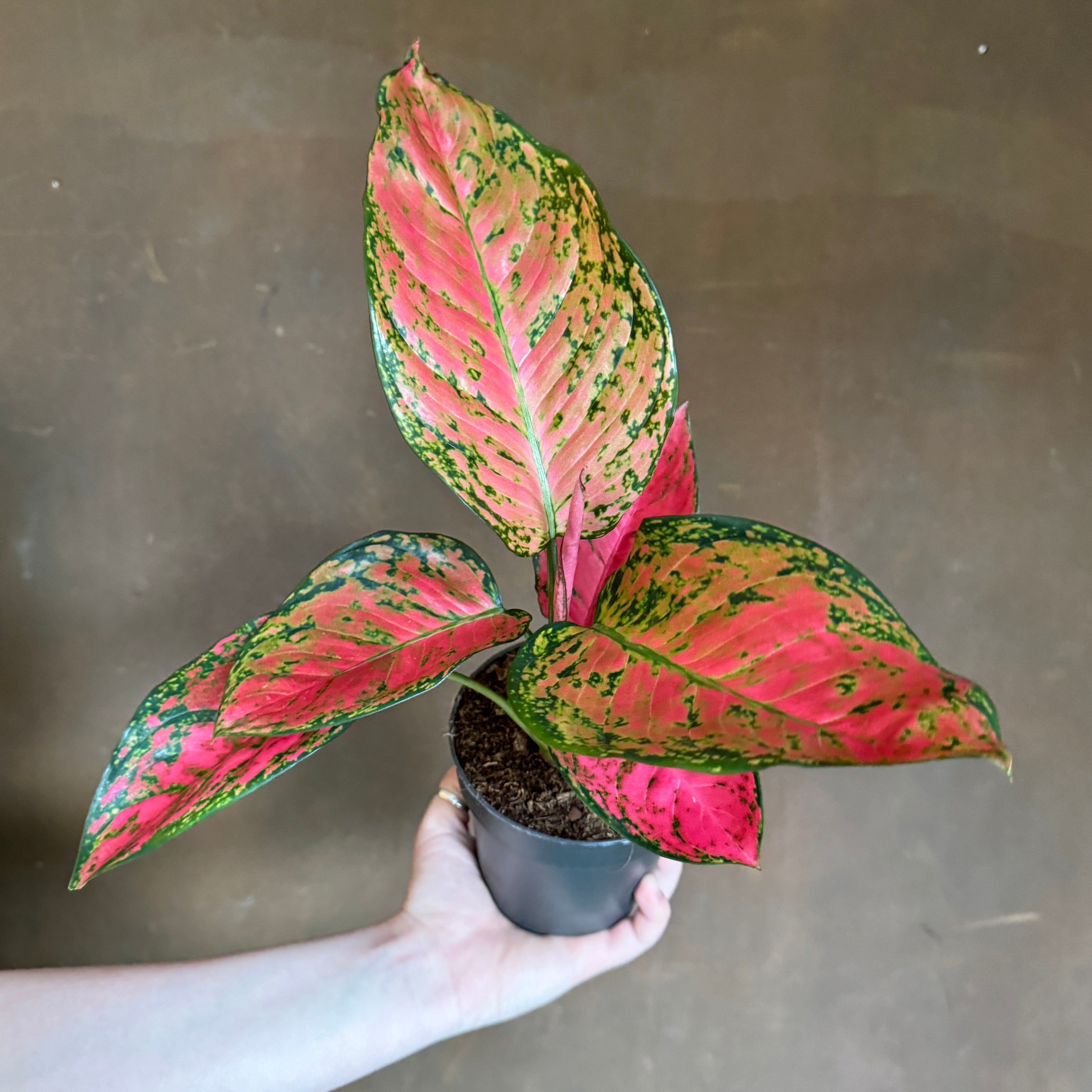 Aglaonema 'Ruby Love'