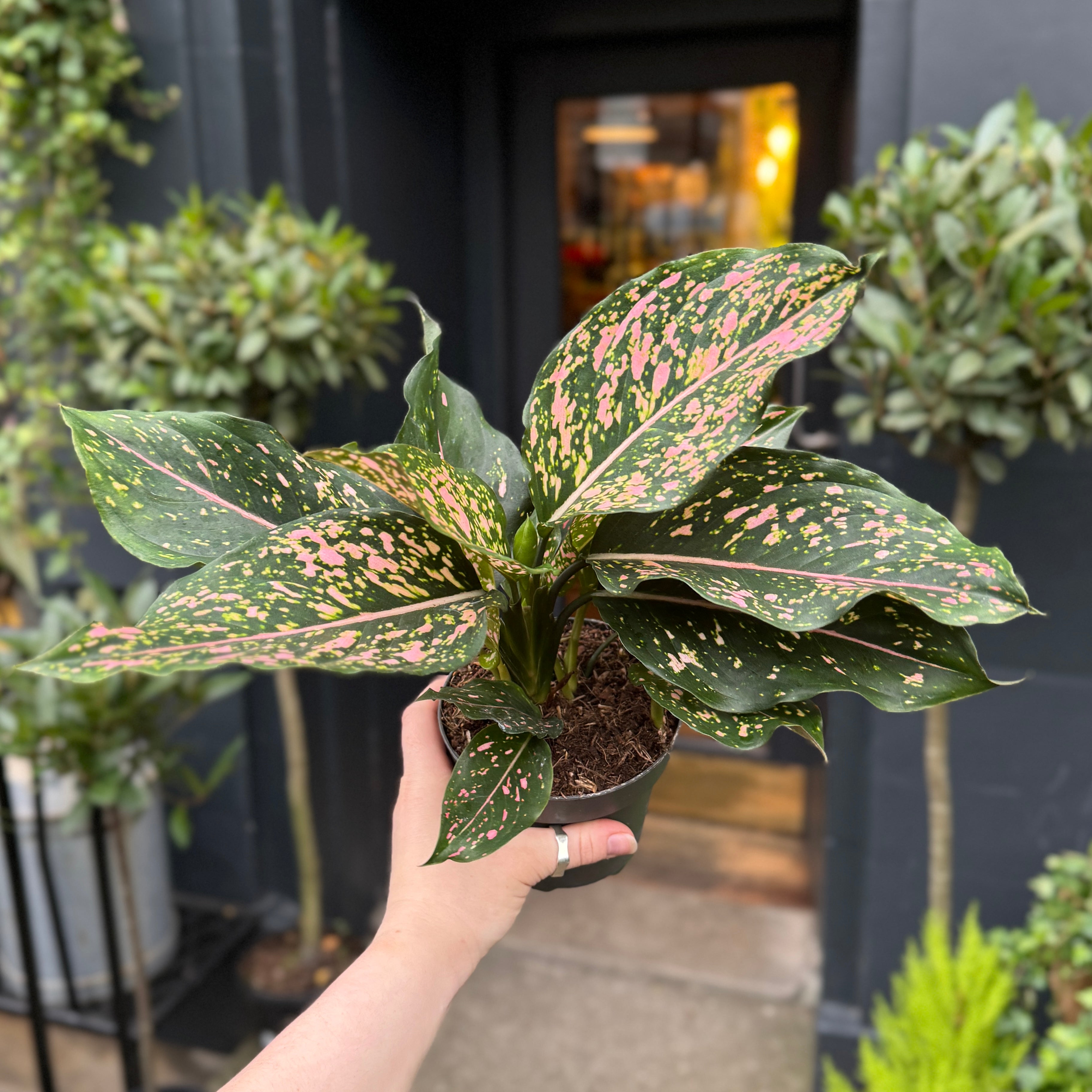 Aglaonema 'Pink Leopard'