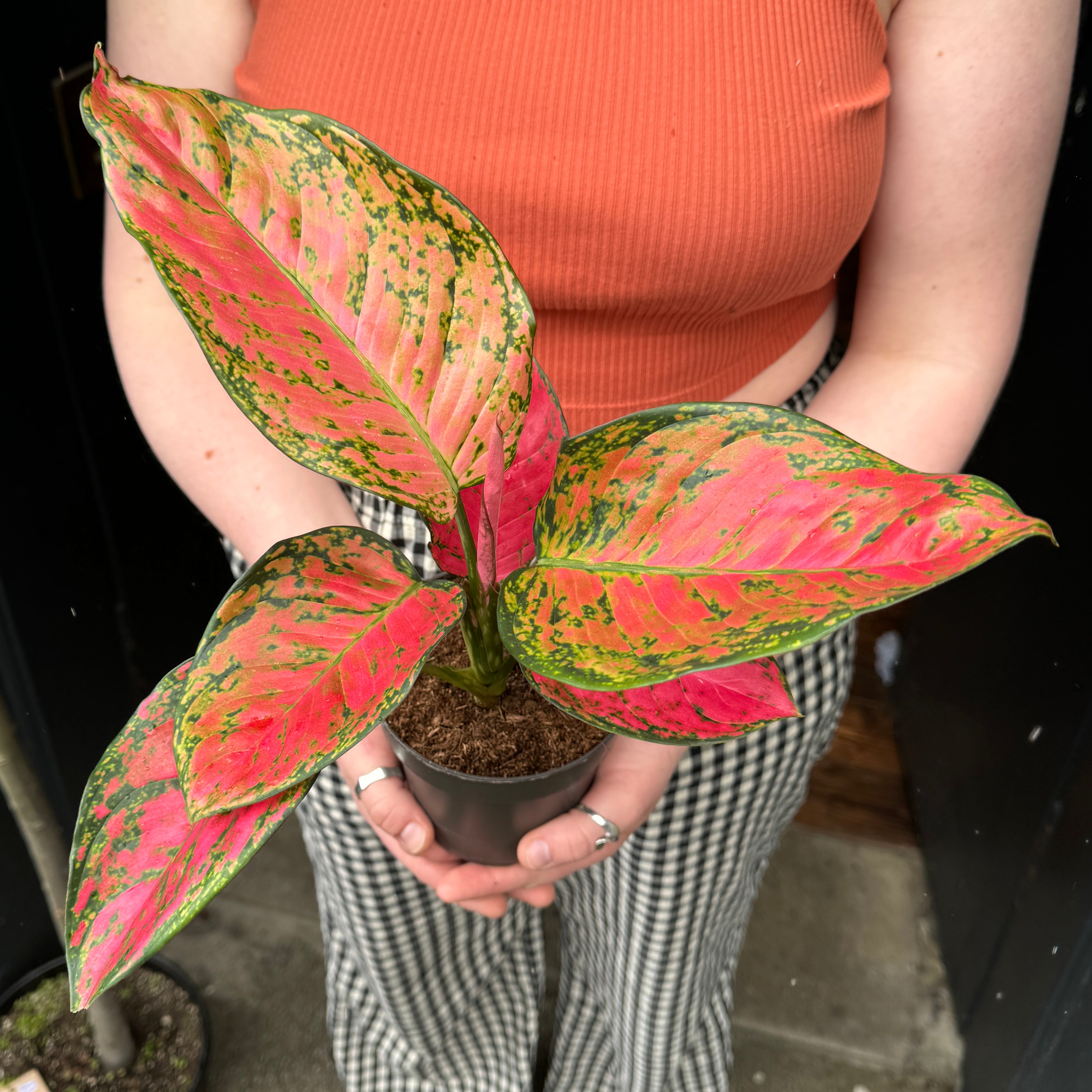 Aglaonema 'Ruby Love'