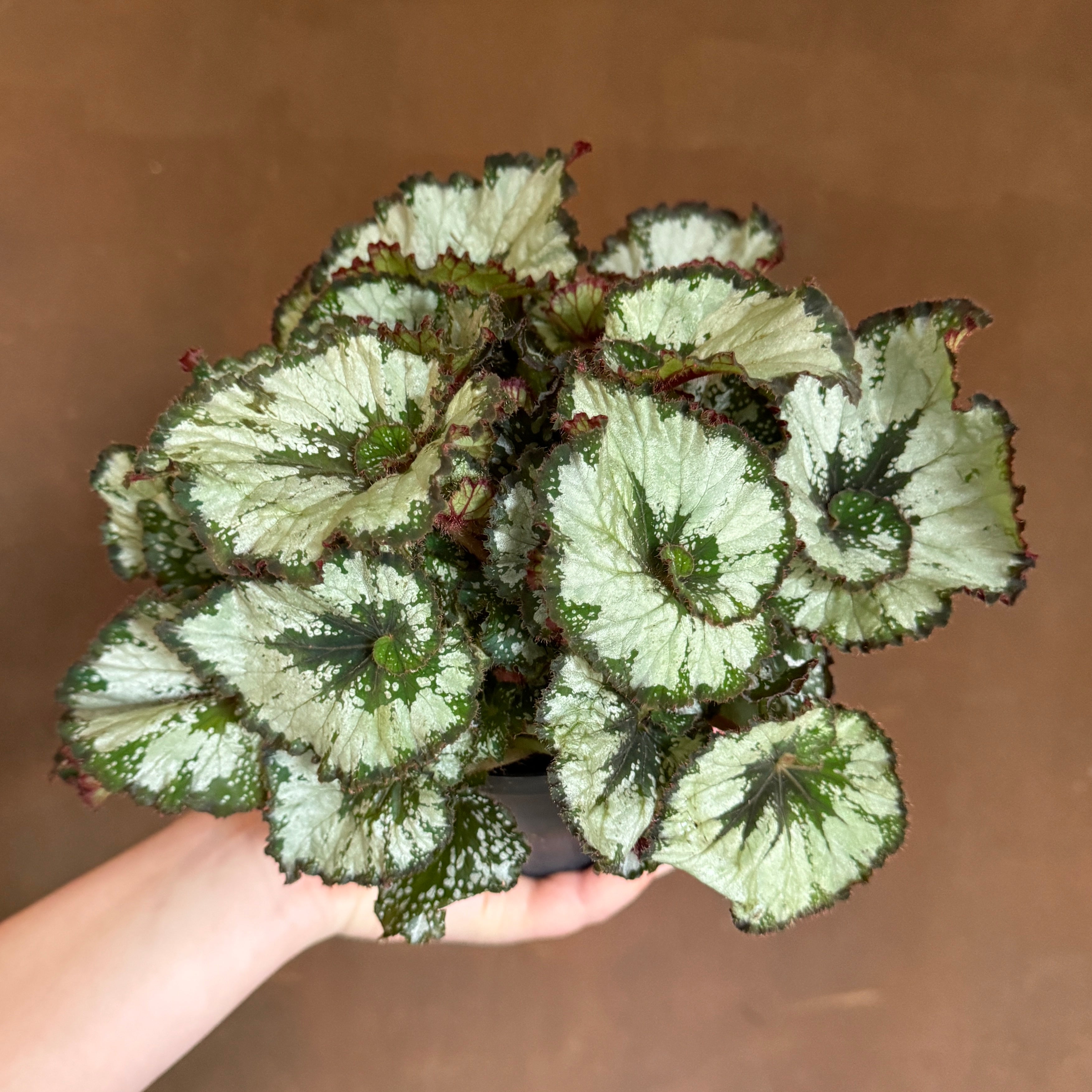 Begonia rex 'Escargot'