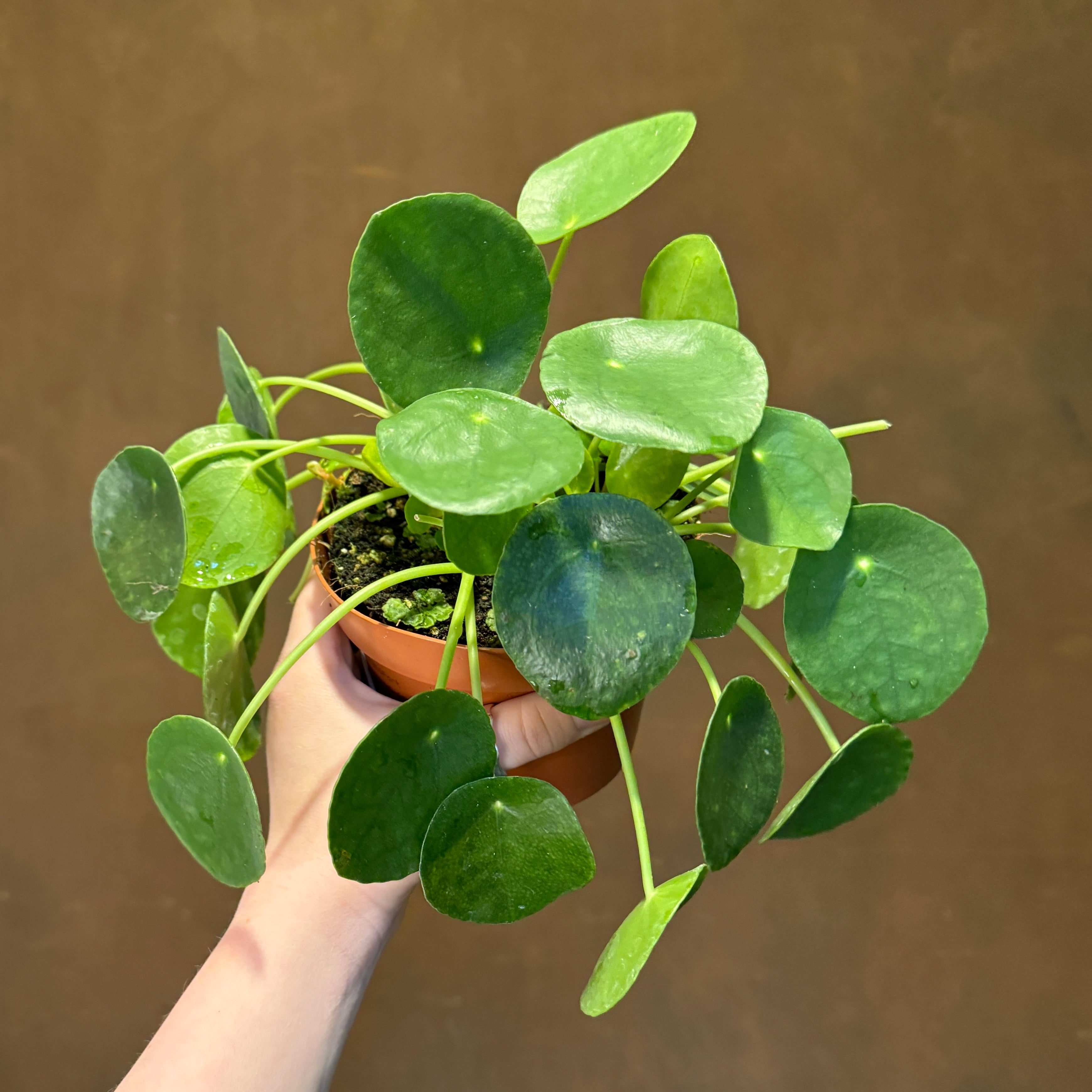 Pilea peperomioides (13cm pot)