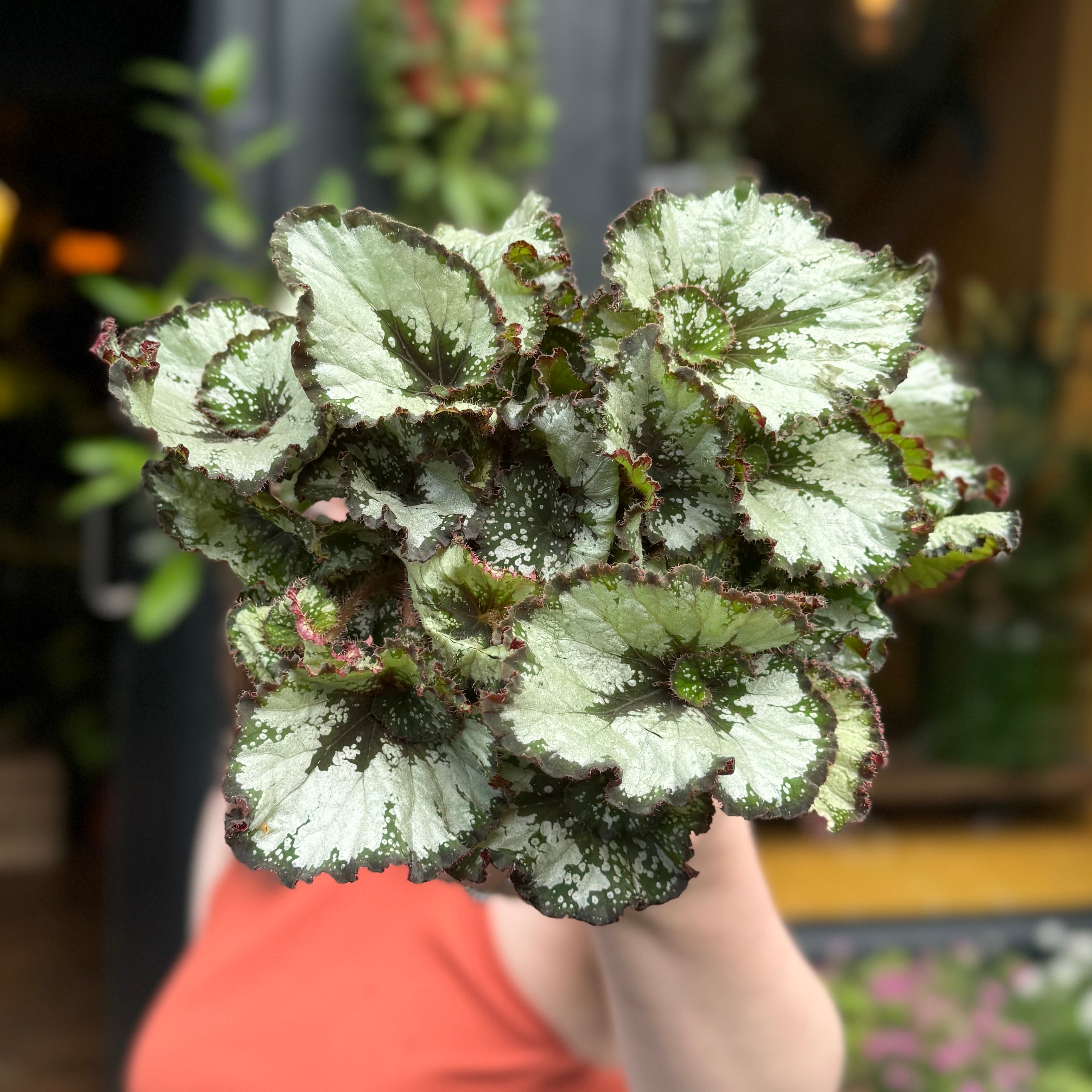 Begonia rex 'Escargot'