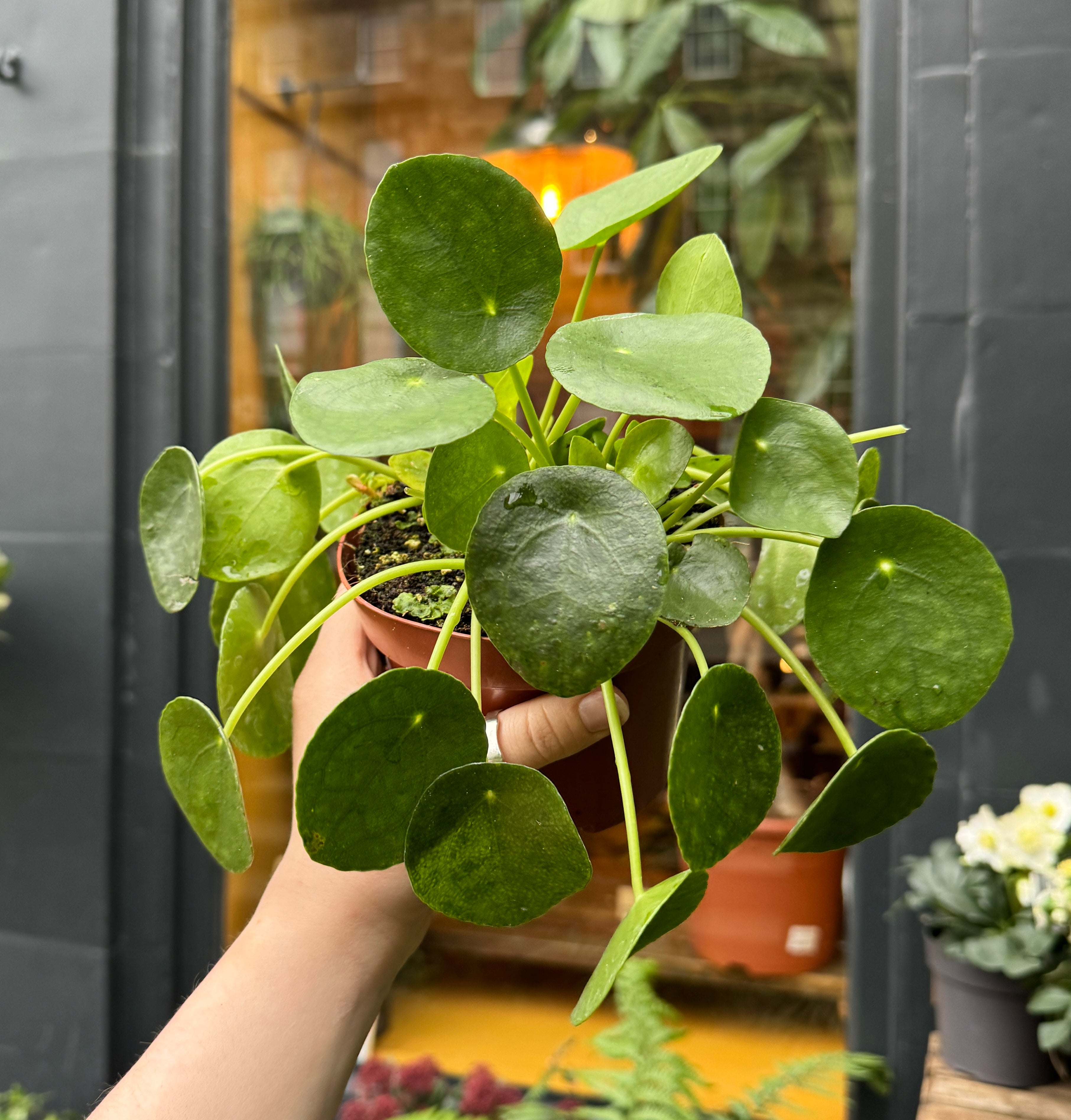 Pilea peperomioides (13cm pot)