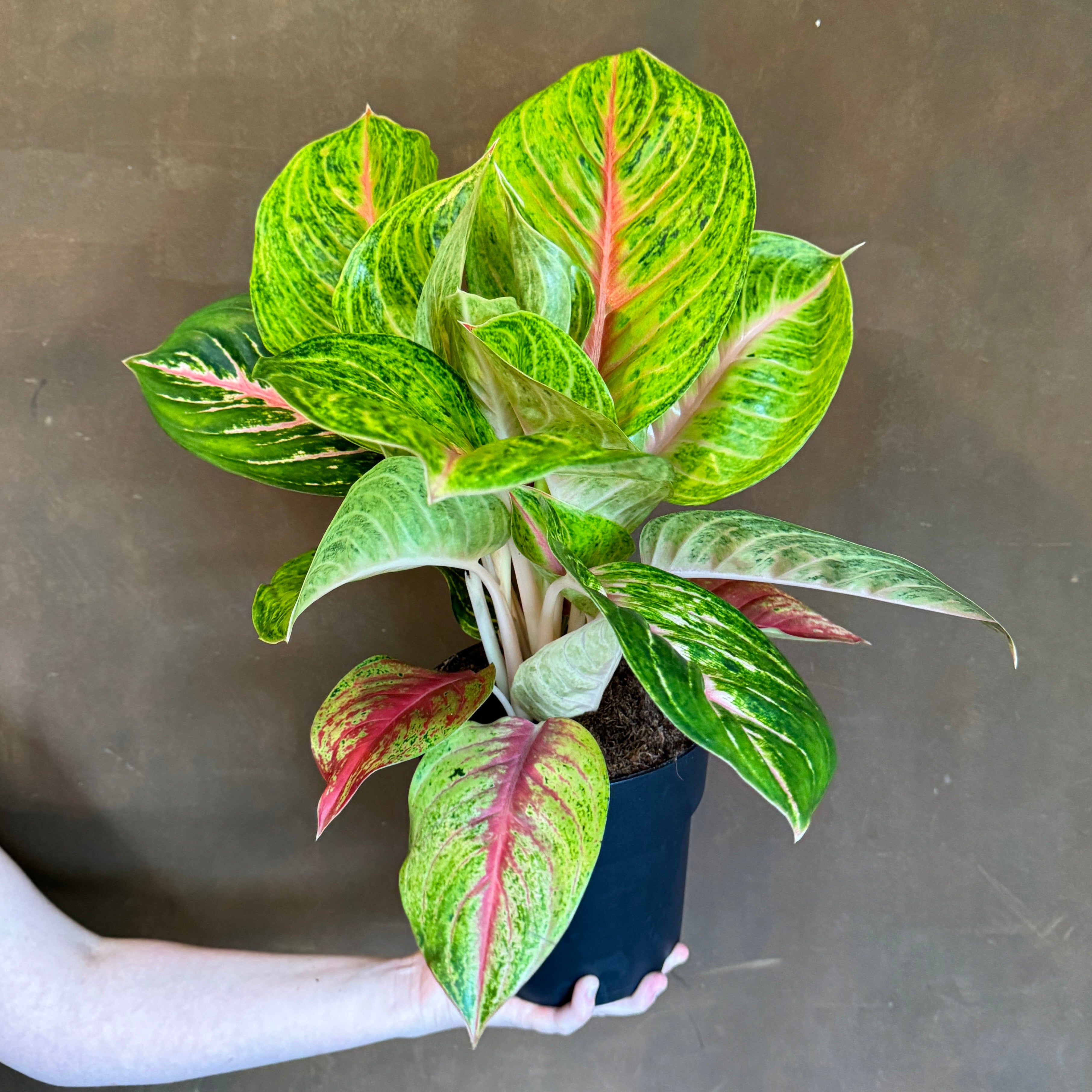 Aglaonema 'Grand Blossom'