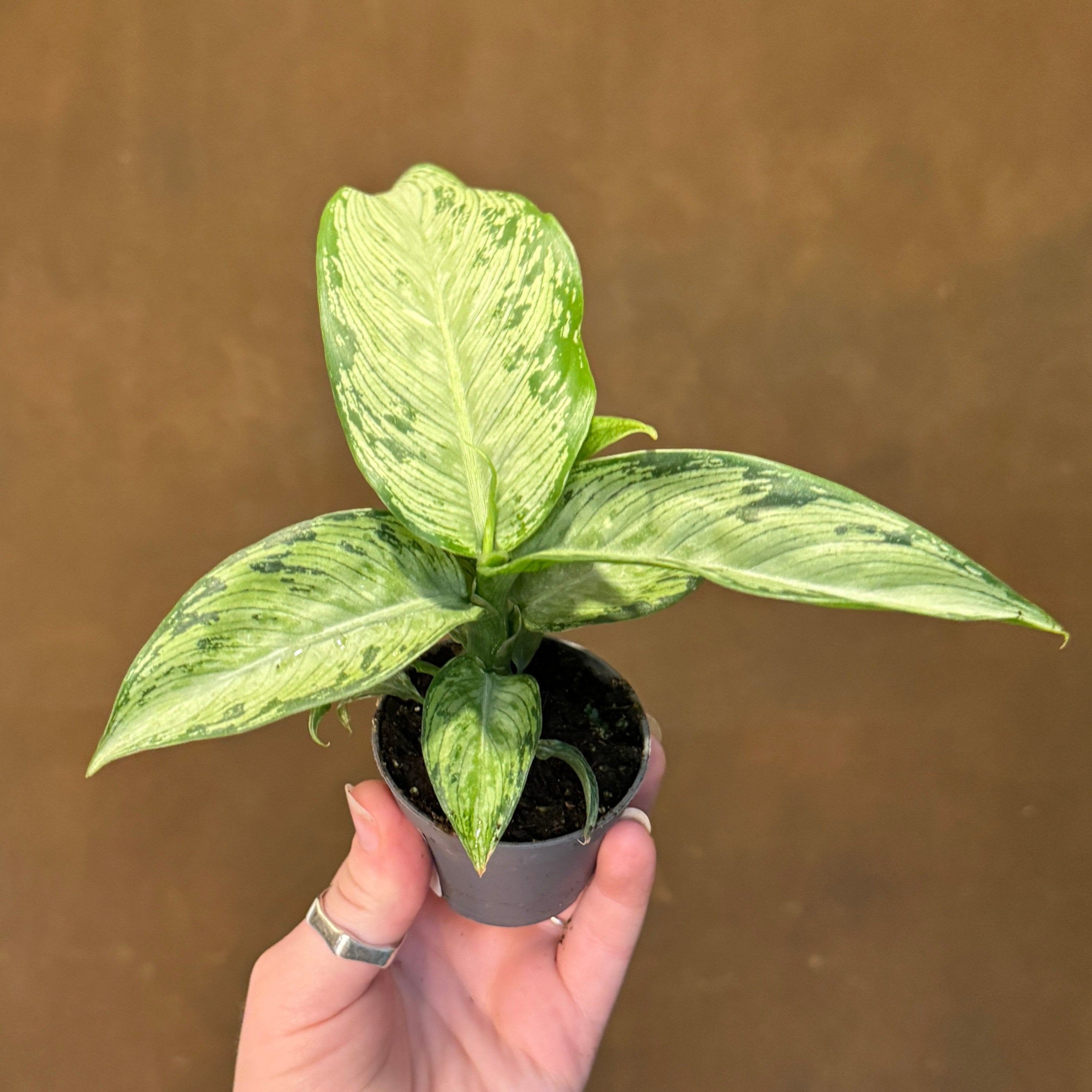 Dieffenbachia 'Snow' (mini)