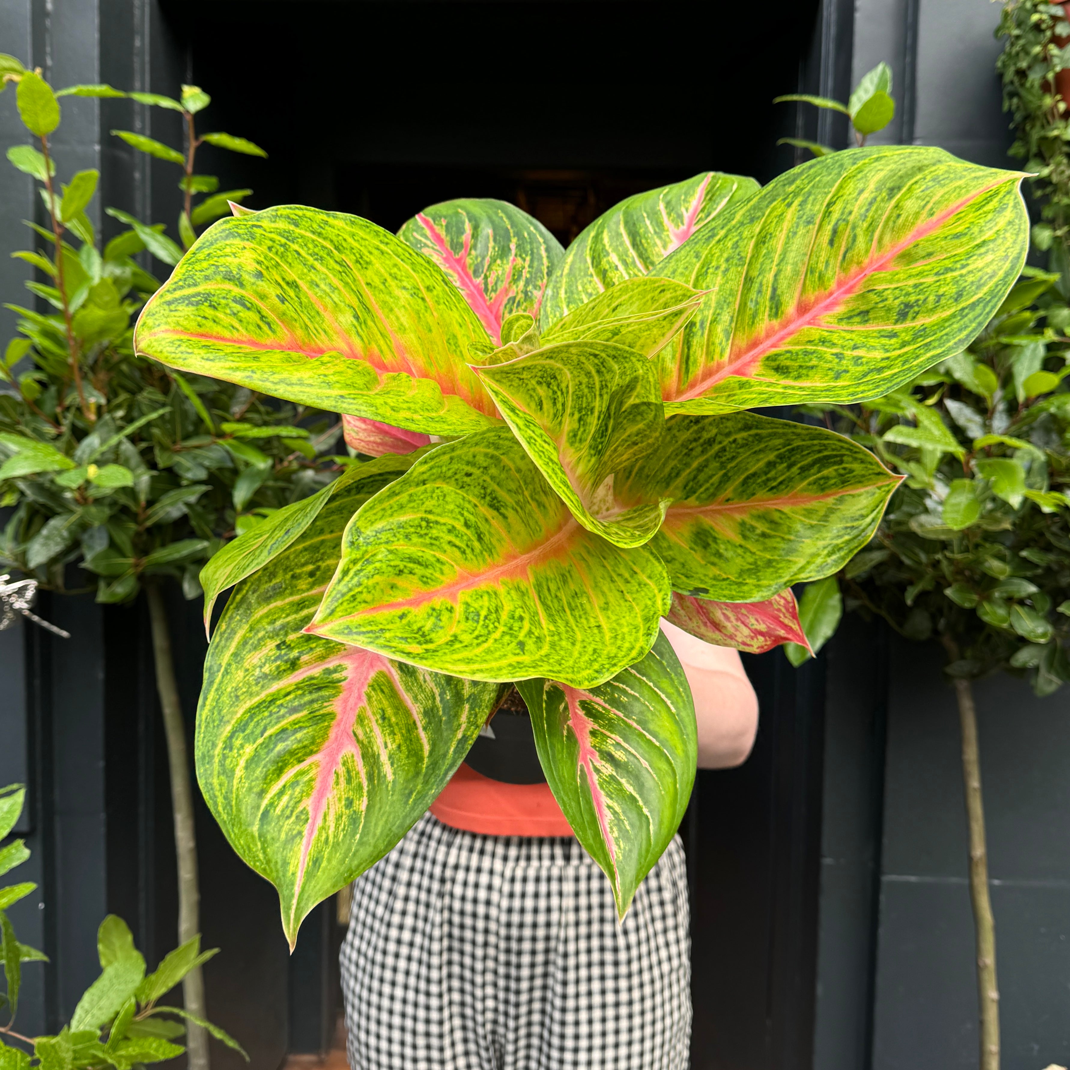 Aglaonema 'Grand Blossom'