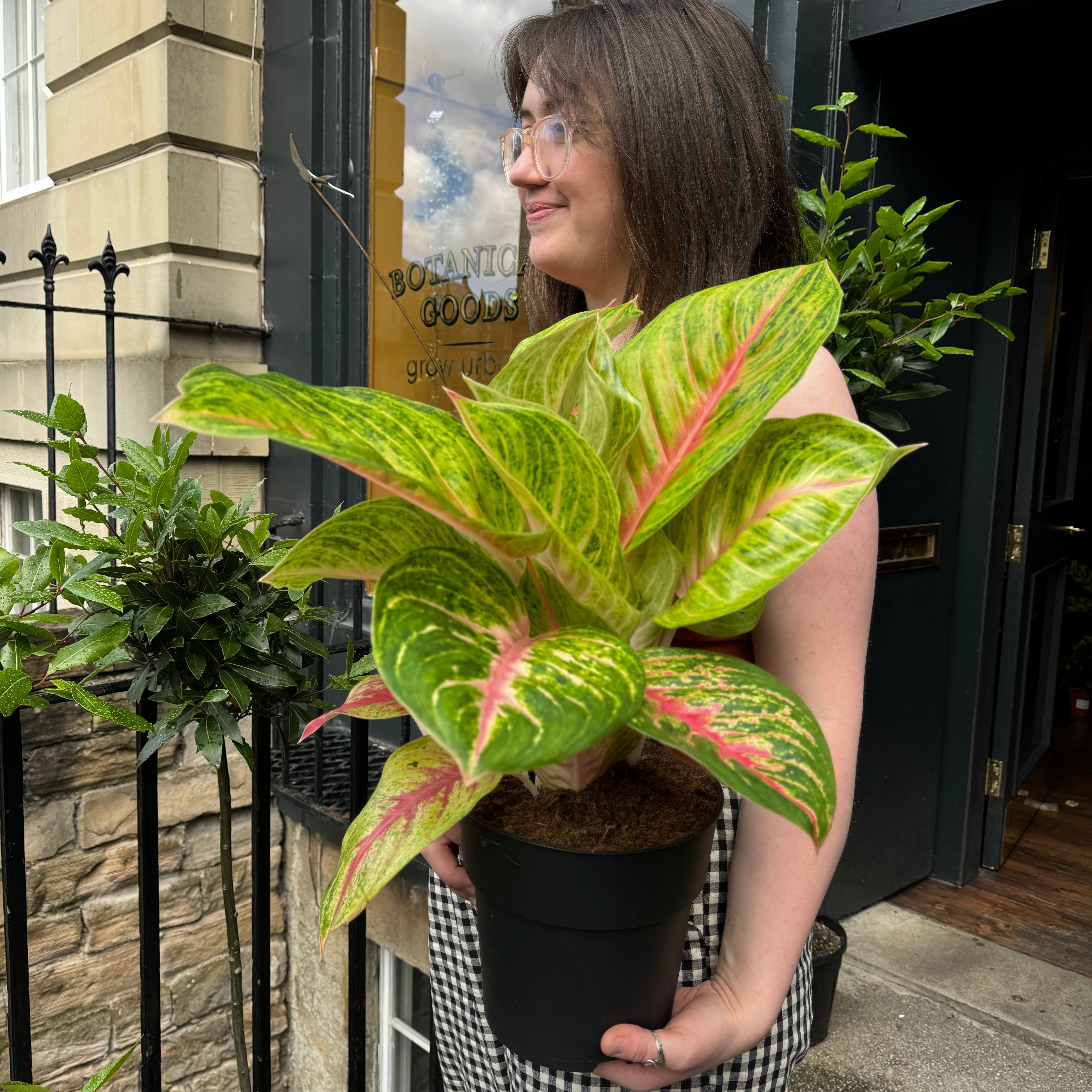 Aglaonema 'Grand Blossom'