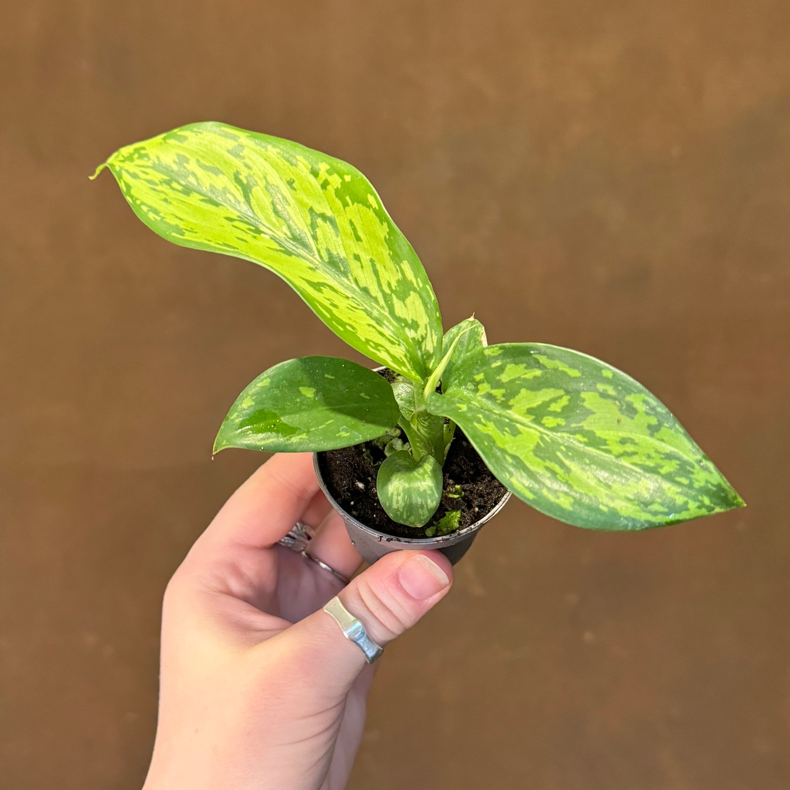 Dieffenbachia 'Crocodile' (mini)