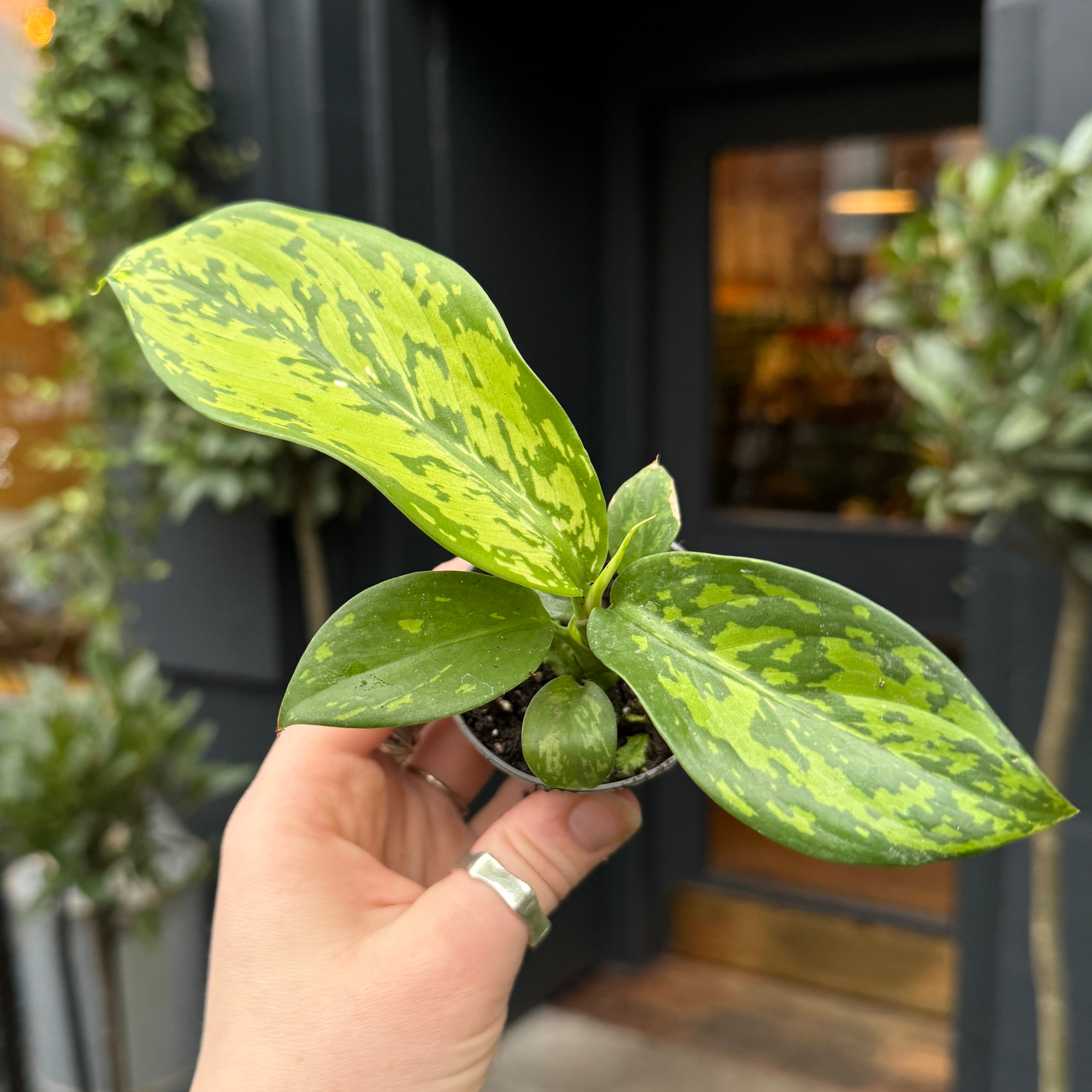 Dieffenbachia 'Crocodile' (mini)