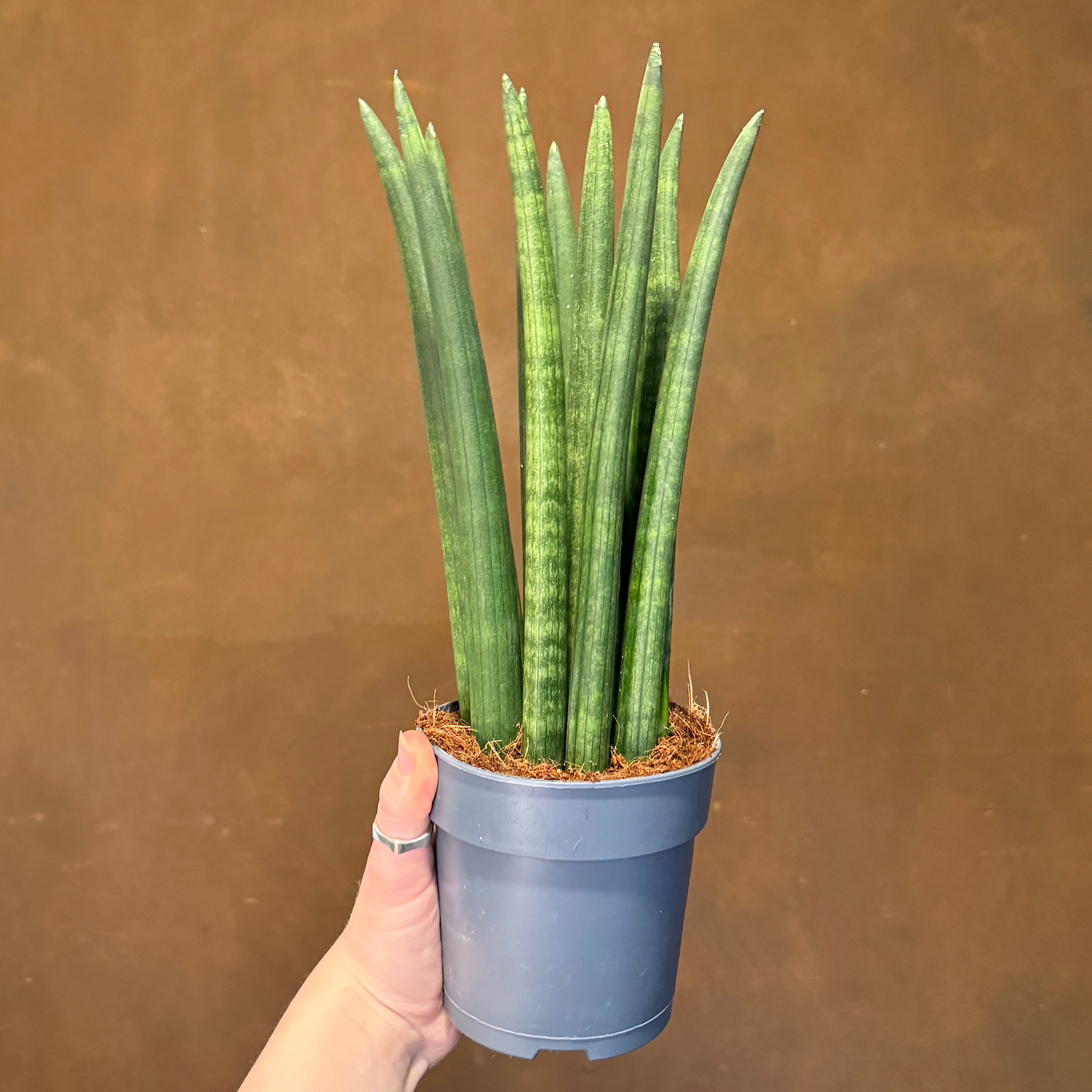 Sansevieria cylindrica 'Straight'