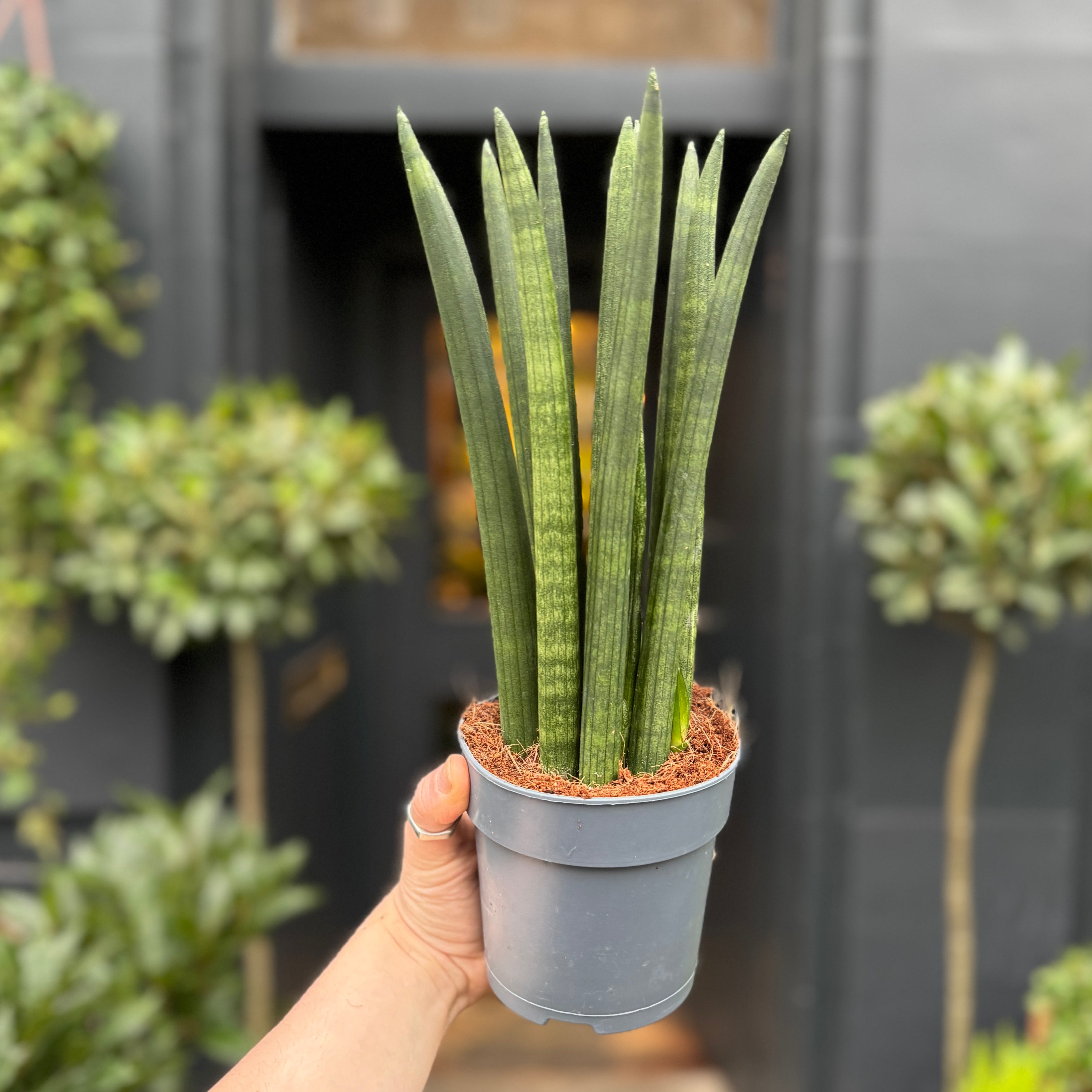 Sansevieria cylindrica 'Straight'