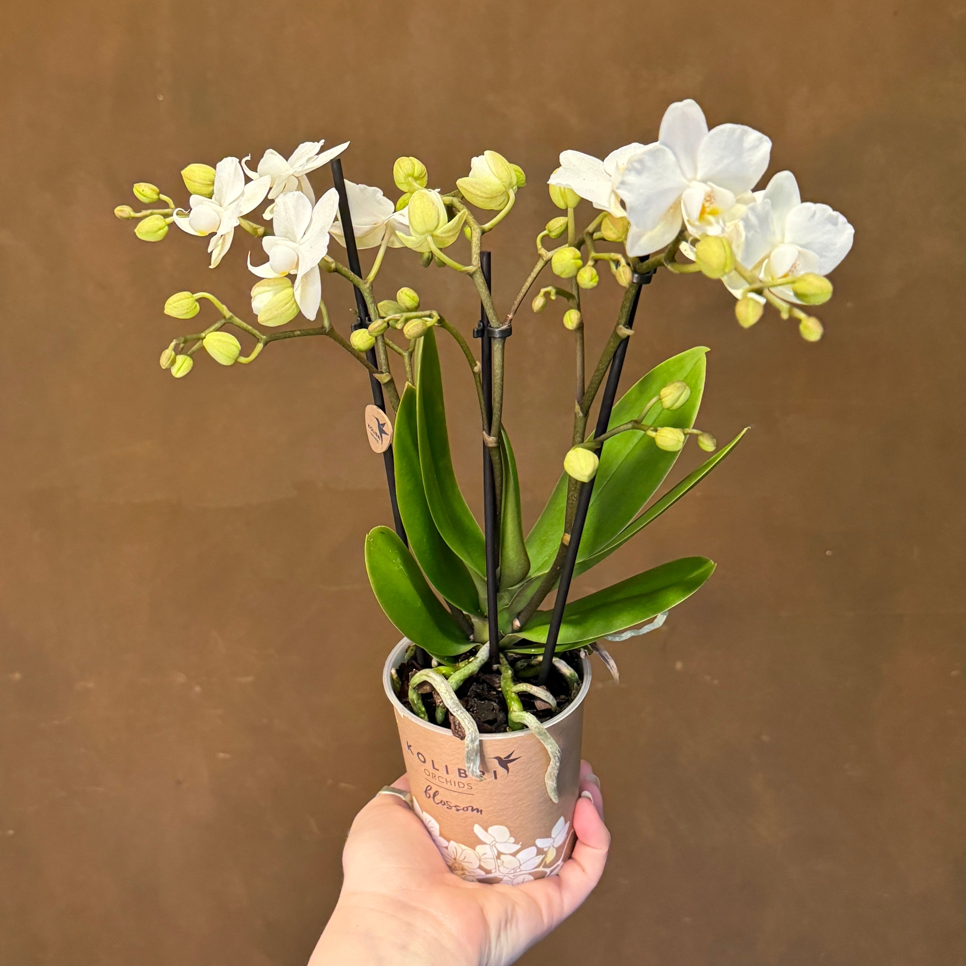 Phalaenopsis 'Zurich'