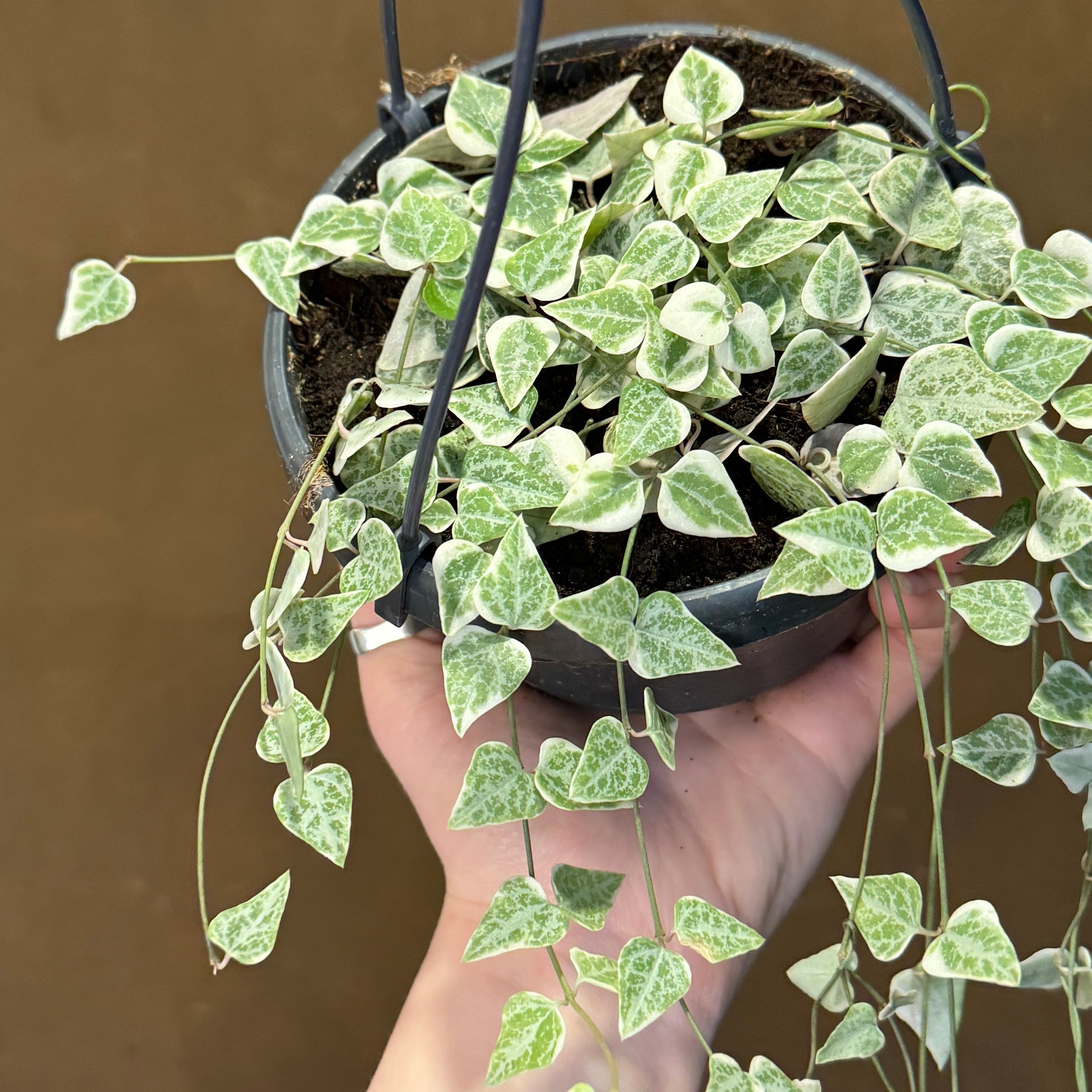 Ceropegia linearis 'Merel'