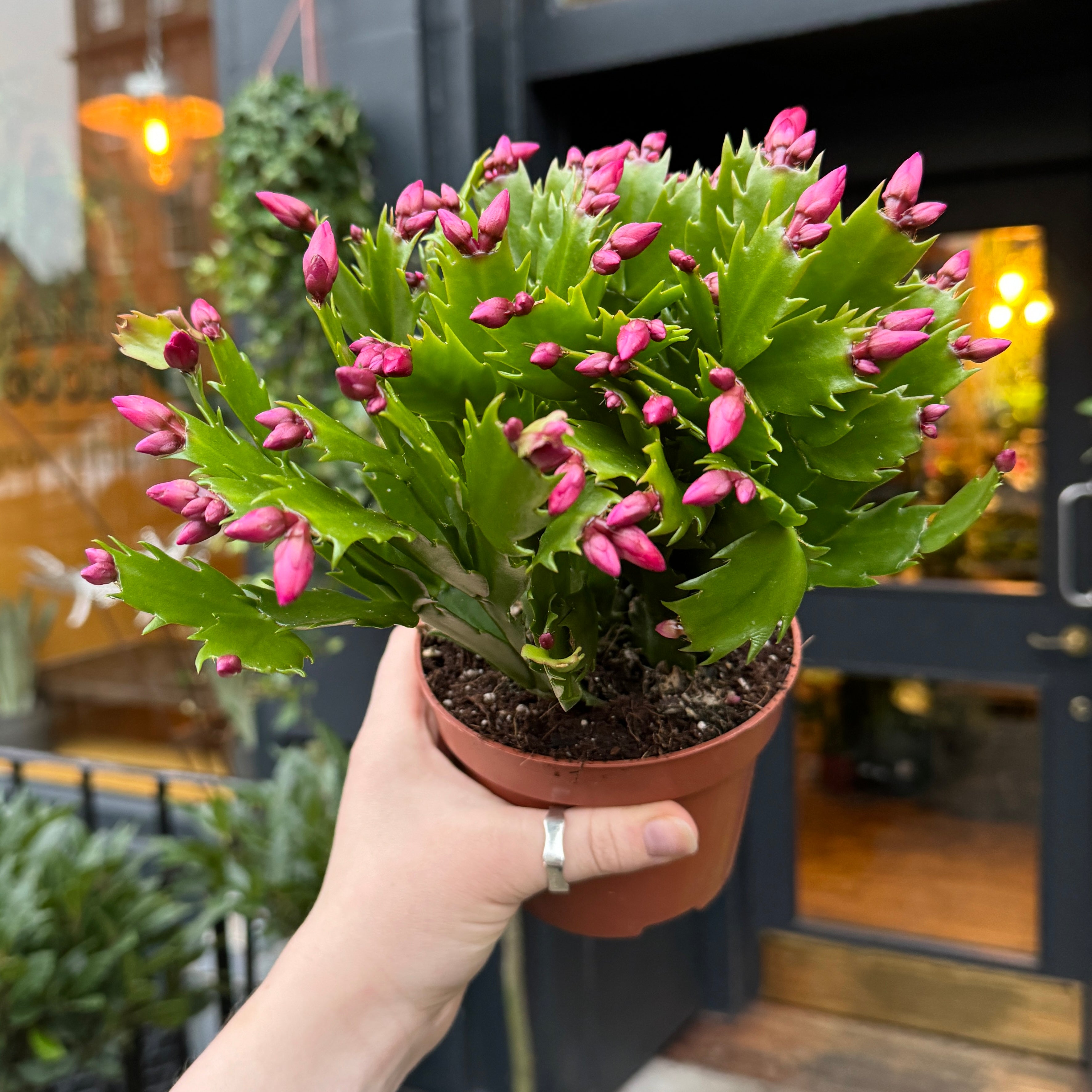 Schlumbergera 'Purple'