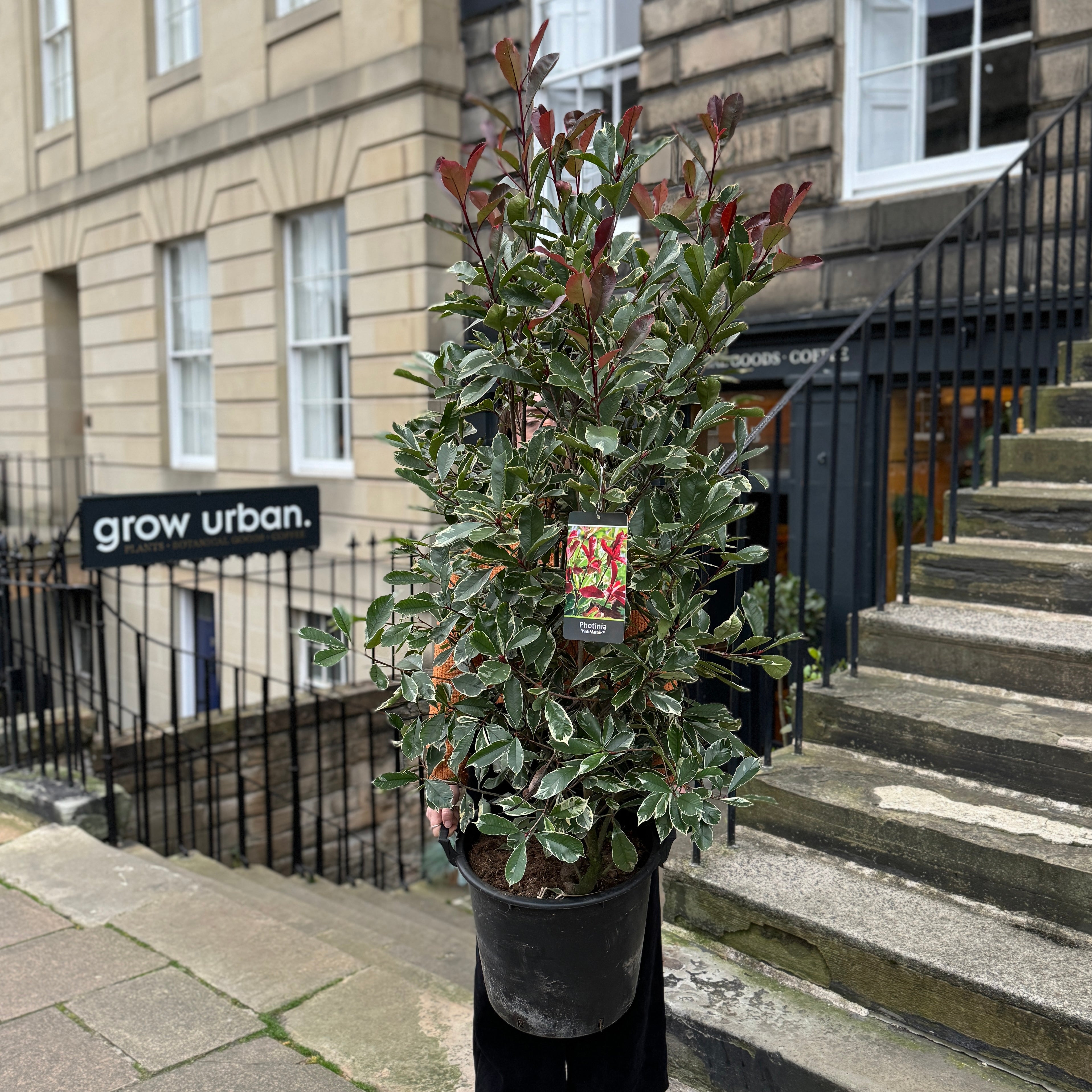 Photinia × fraseri 'Pink Marble'