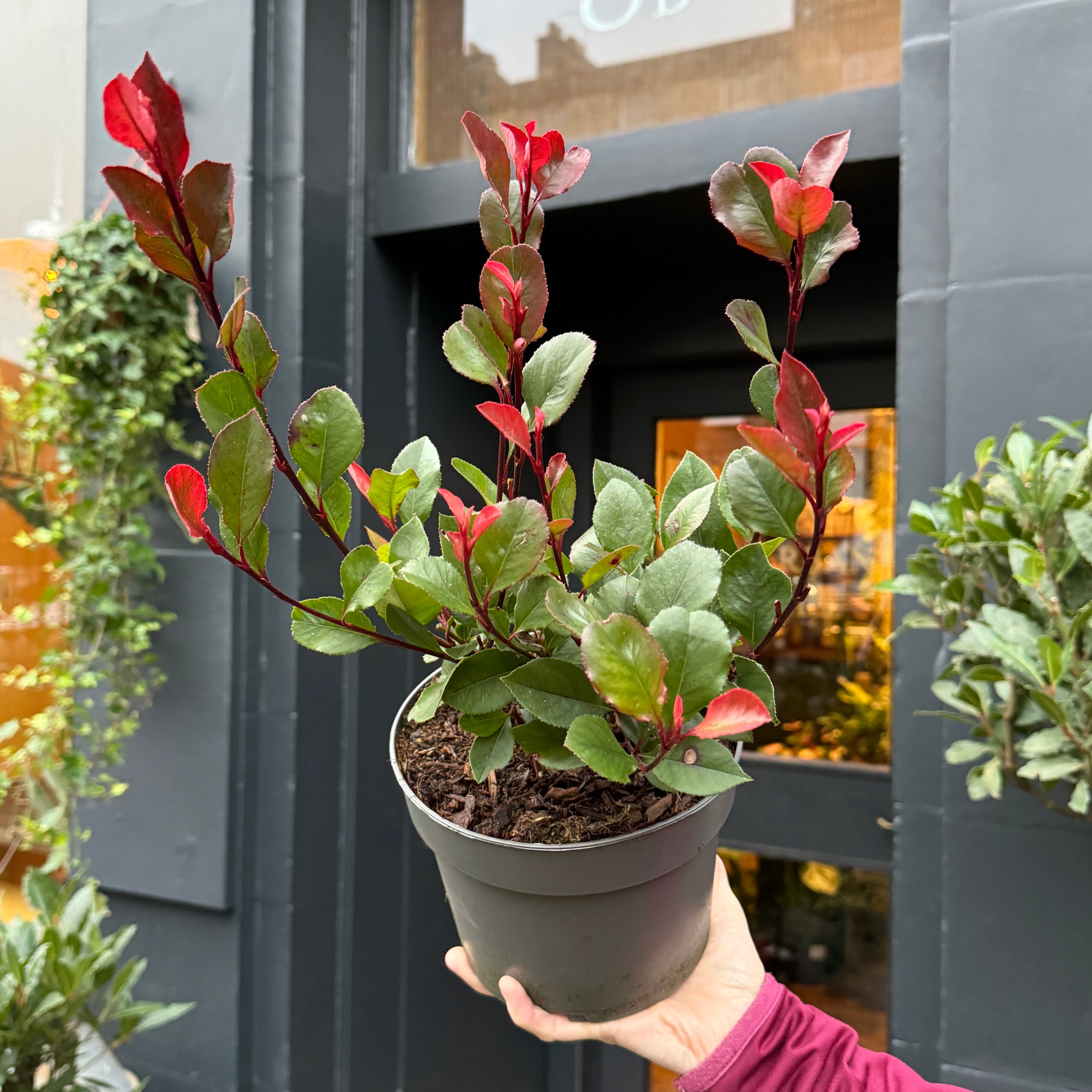 Photinia x fraseri 'Little Red Robin'