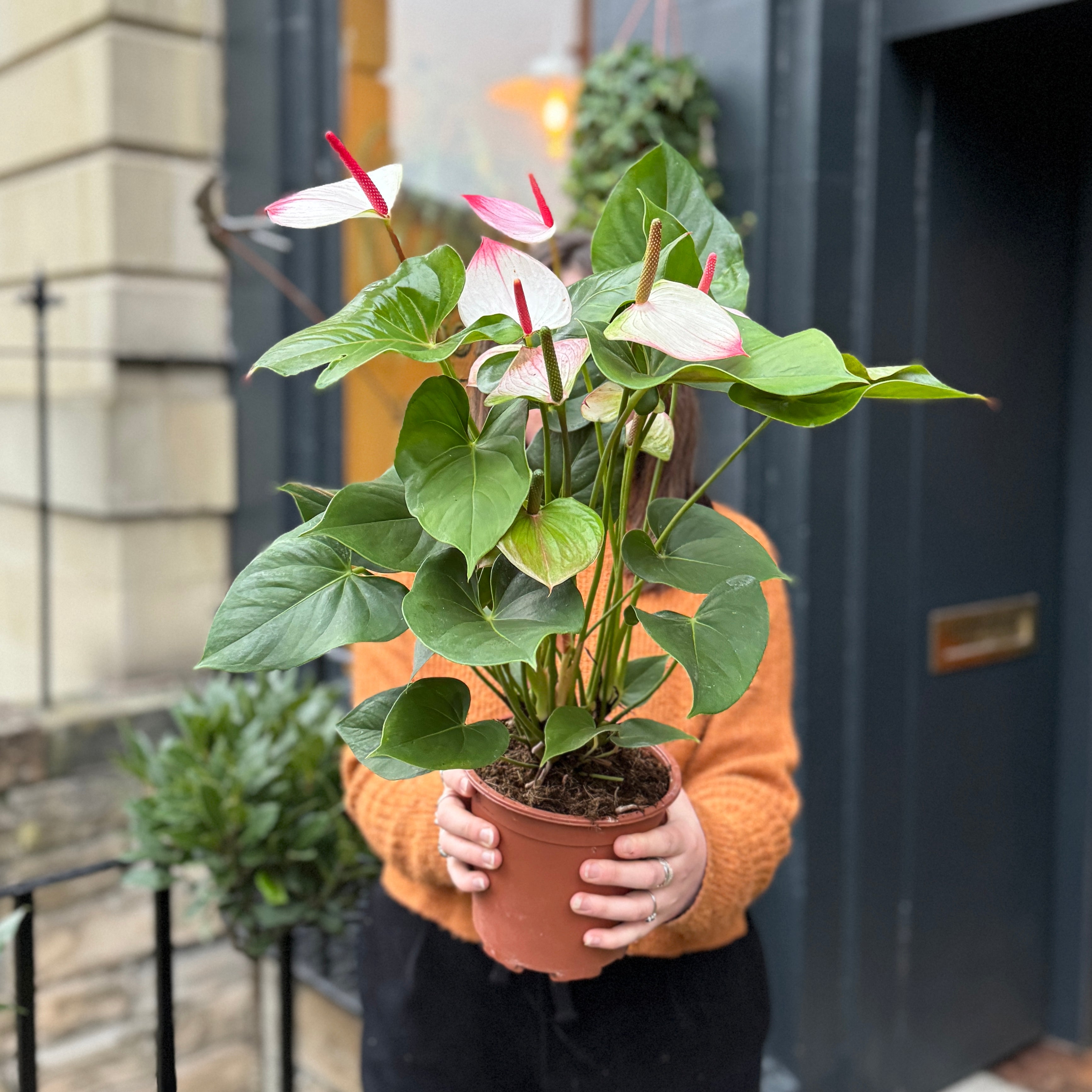 Anthurium 'Amalia Elegance'